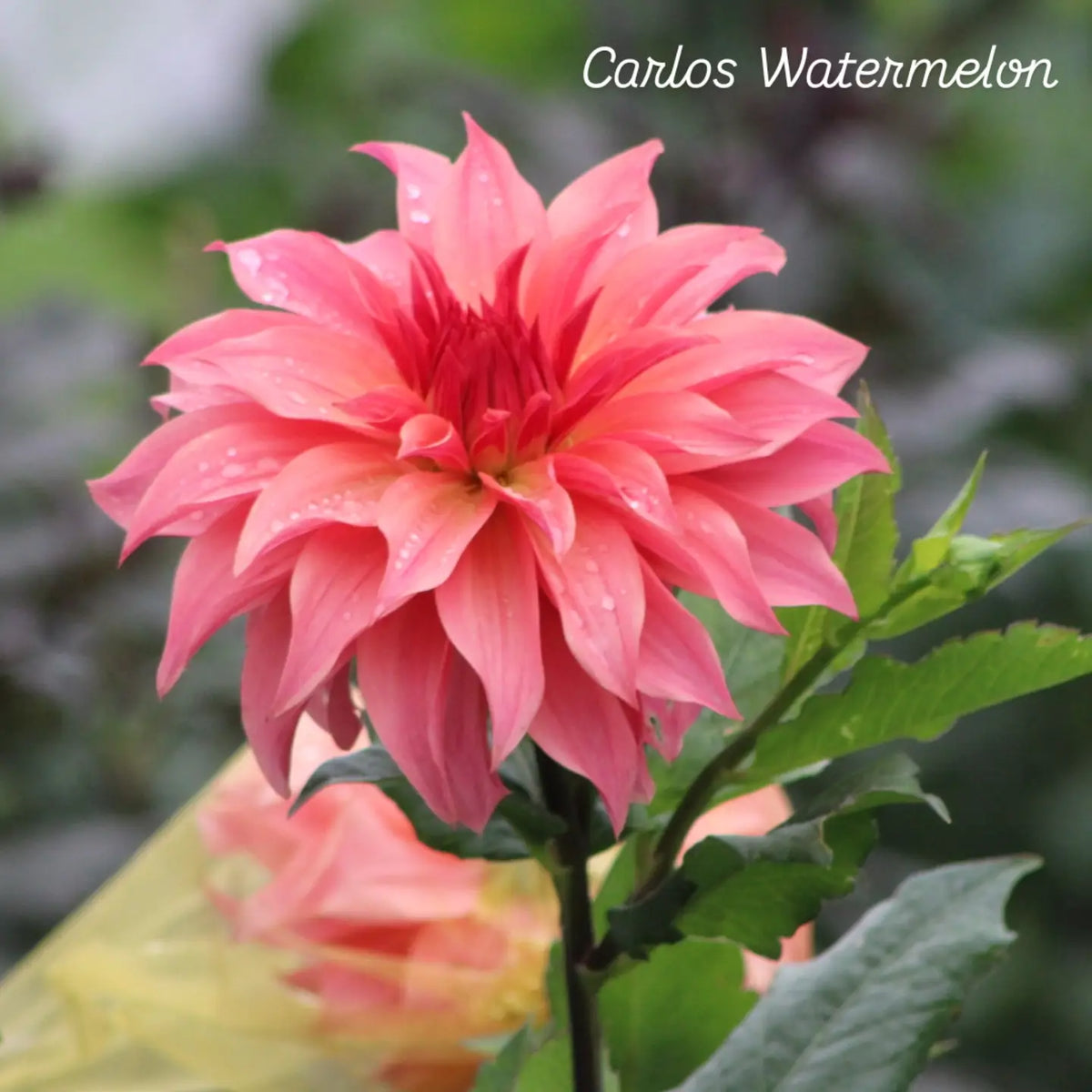 Carlos Watermelon Informal Decorative Dahlia 🇦🇺