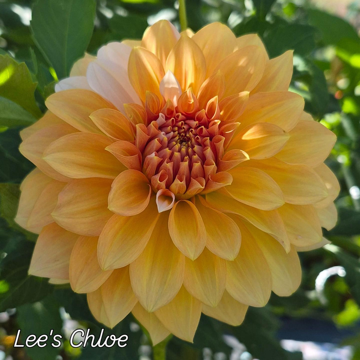 Lee's Chloe Informal Decorative Dahlia