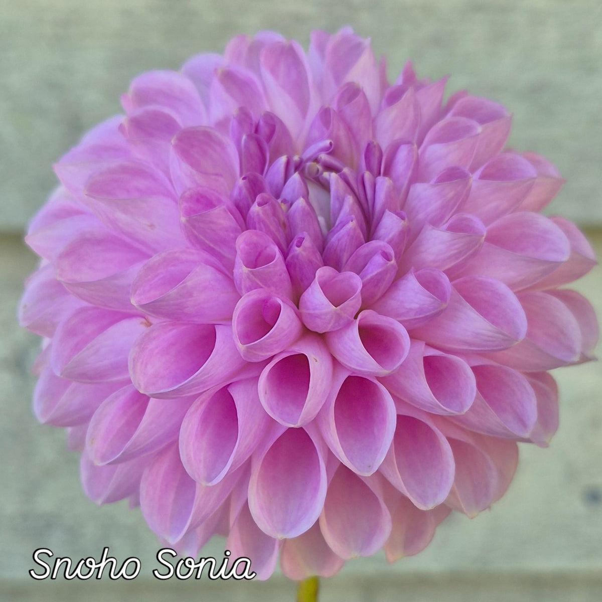 Snoho Sonia Ball Dahlia
