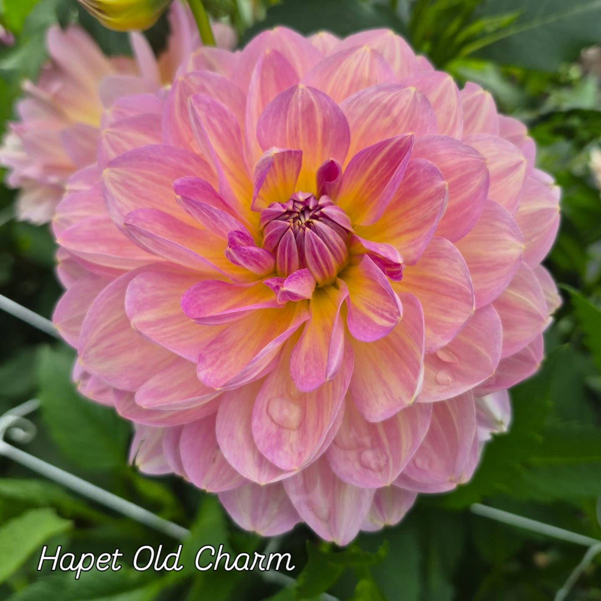 Hapet Old Charm Waterlily Dahlia