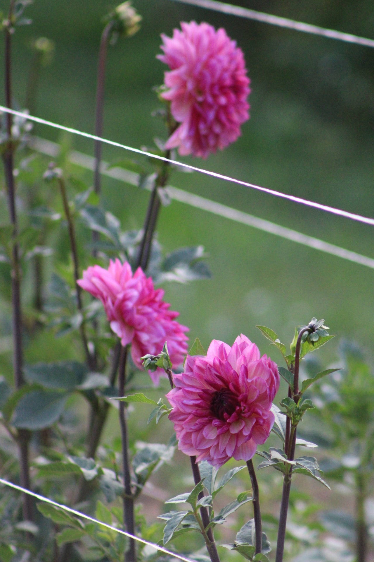 Bacardi Informal Decorative Dahlia
