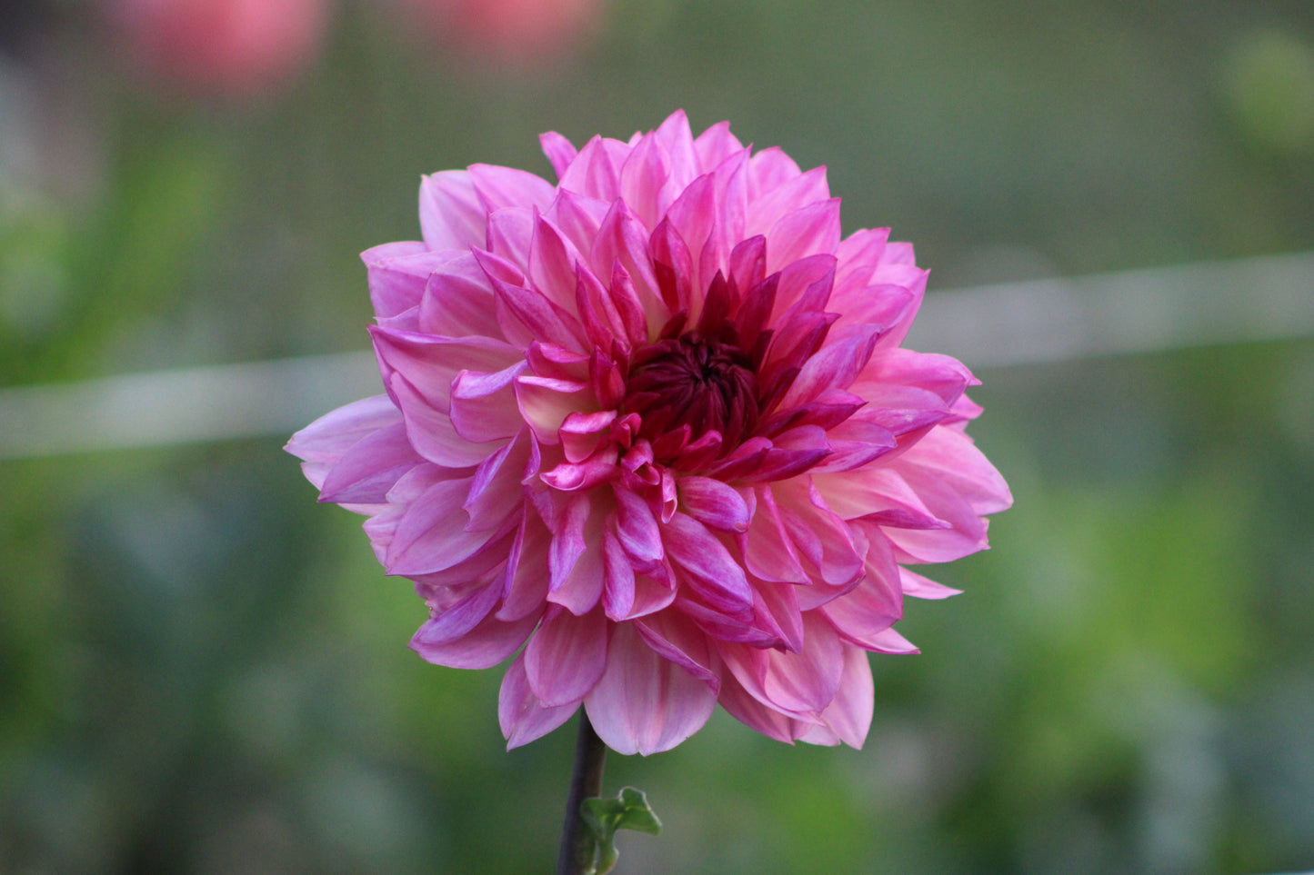 Bacardi Informal Decorative Dahlia