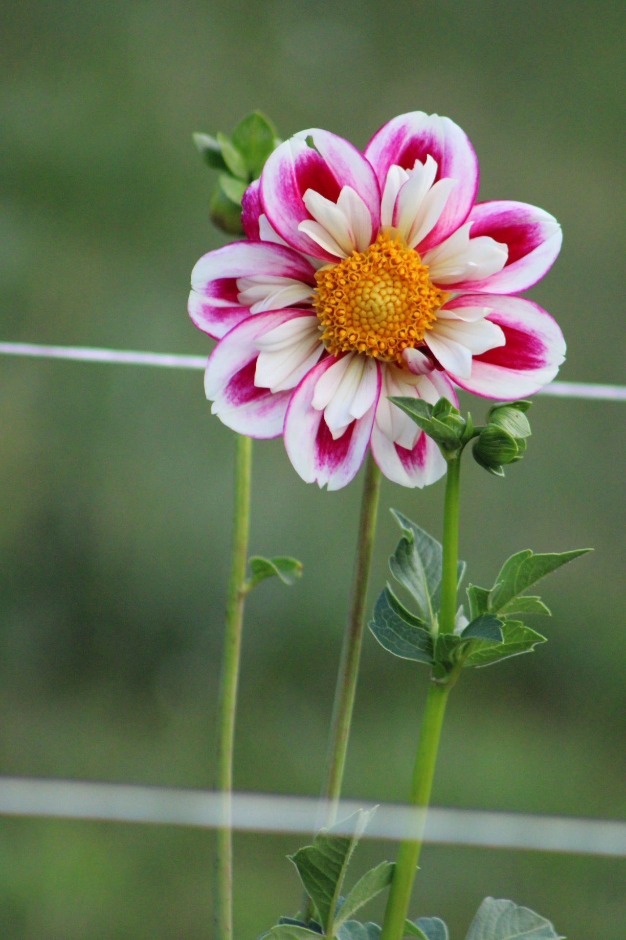 Bumble Rumble Collarette Dahlia