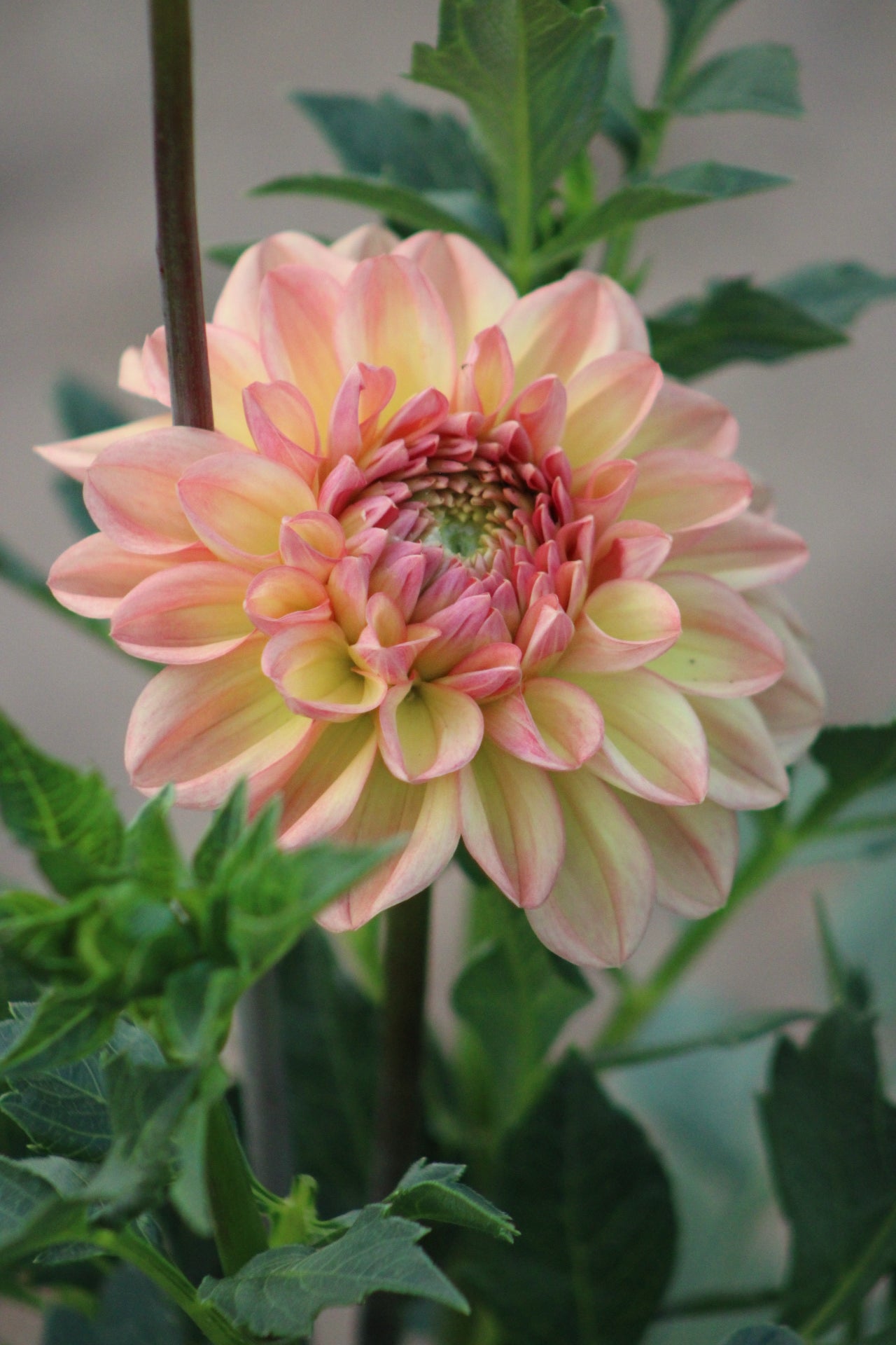 Larks Ebbe Formal Decorative Dahlia