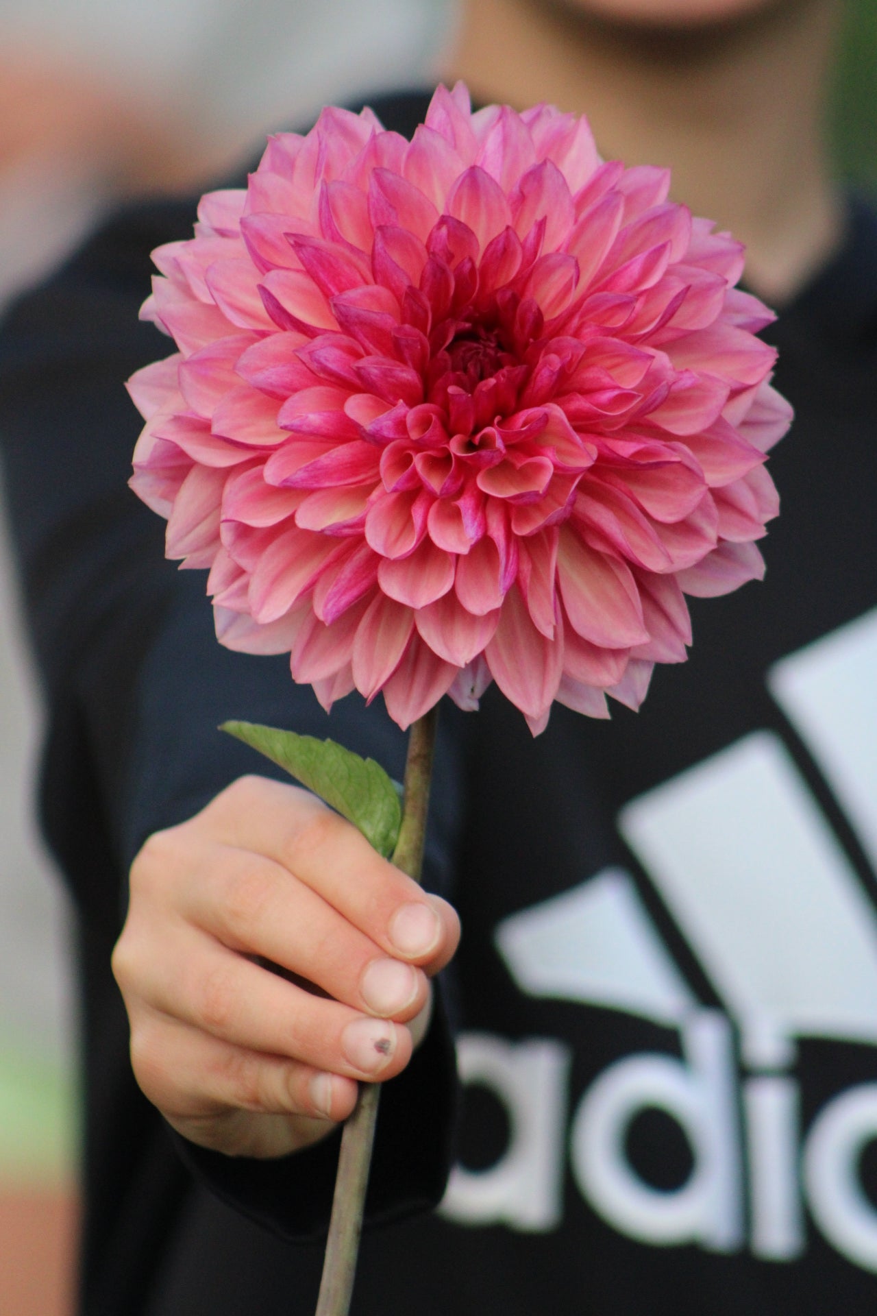 Bacardi Informal Decorative Dahlia