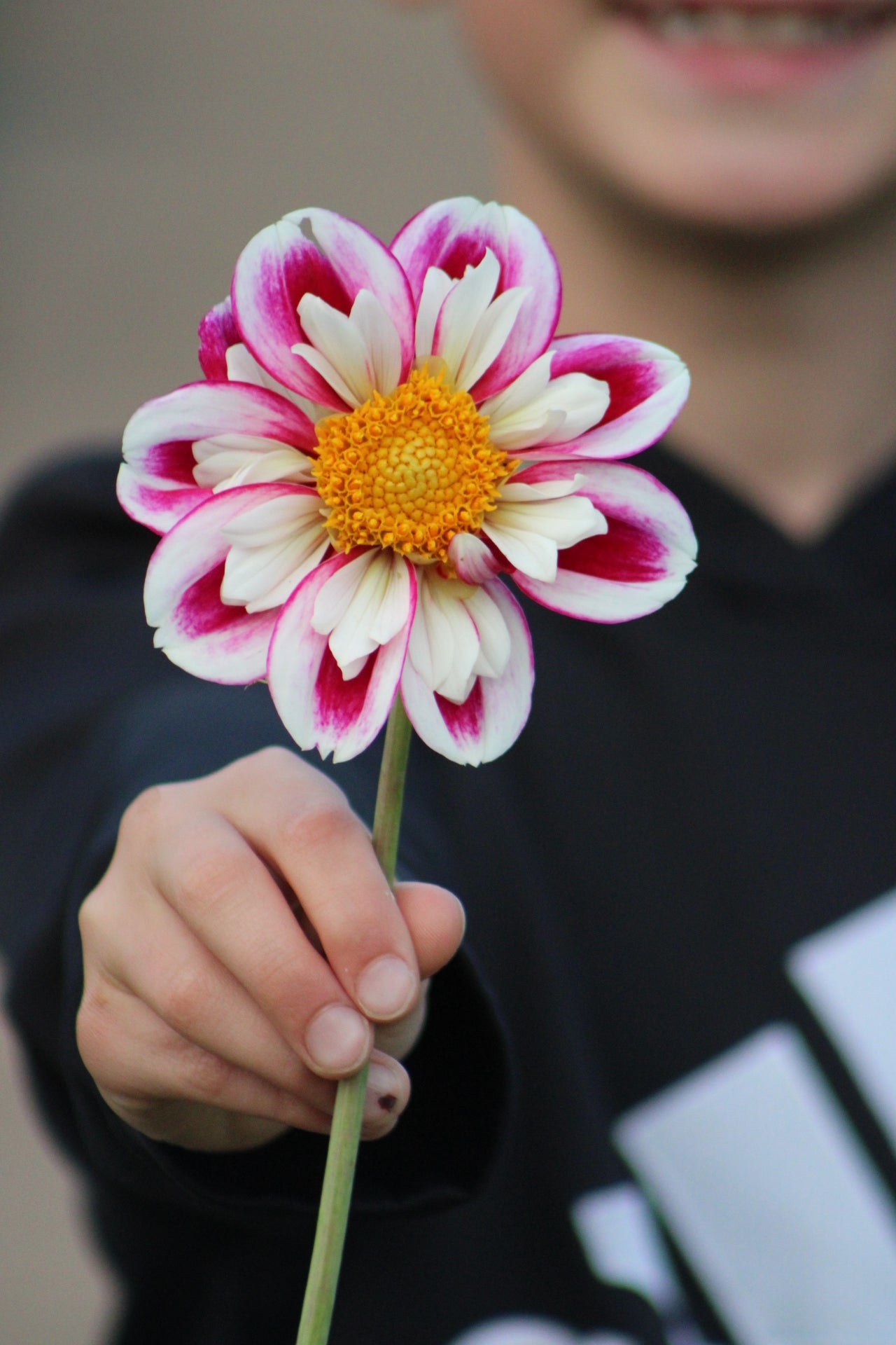 Bumble Rumble Collarette Dahlia