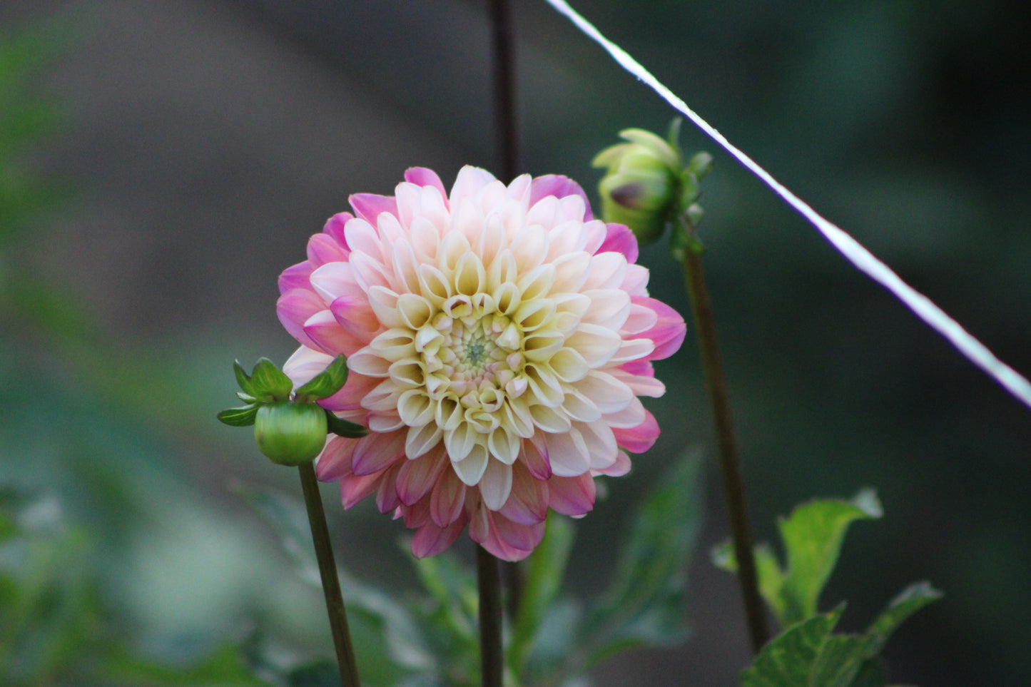 Double Jill Decorative Dahlia