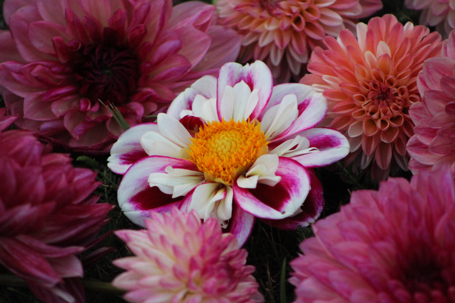 Bumble Rumble Collarette Dahlia