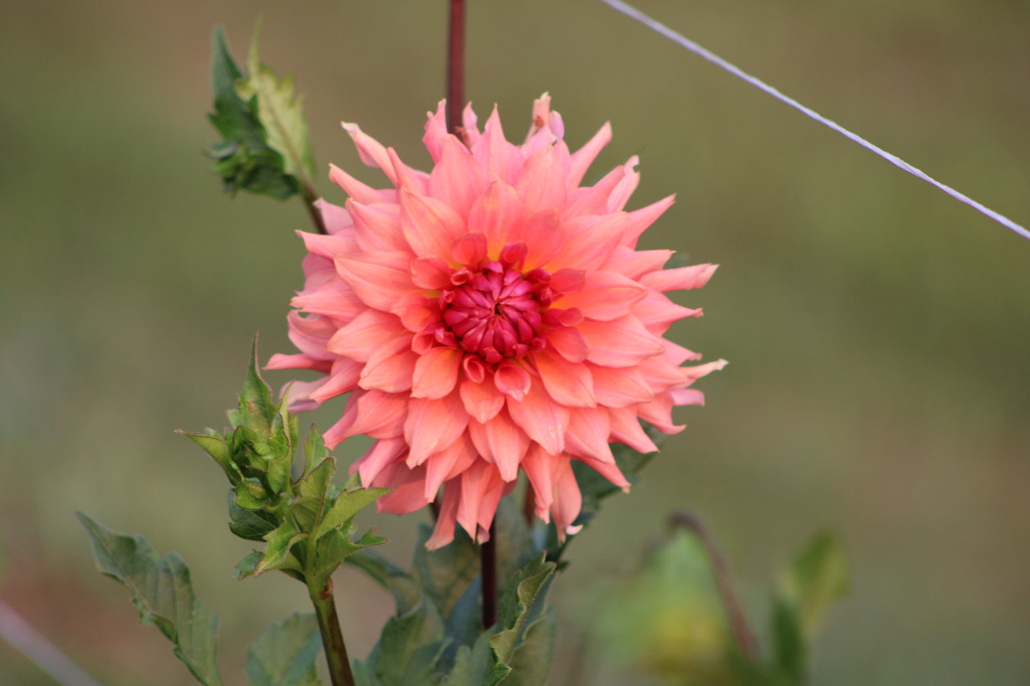 Terracotta Semi-Cactus Dahlia