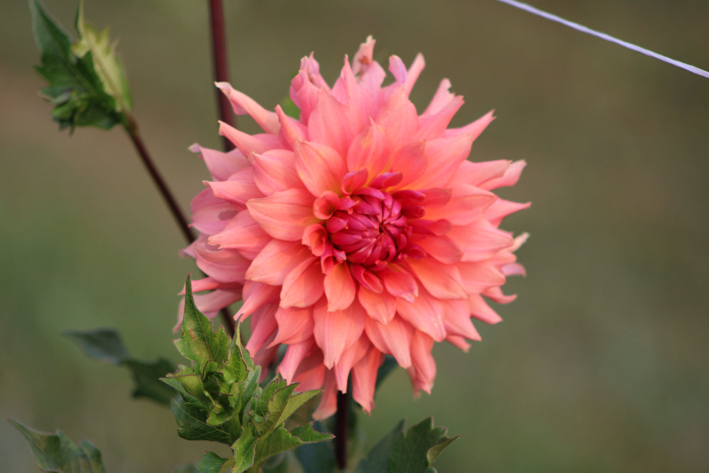 Terracotta Semi-Cactus Dahlia