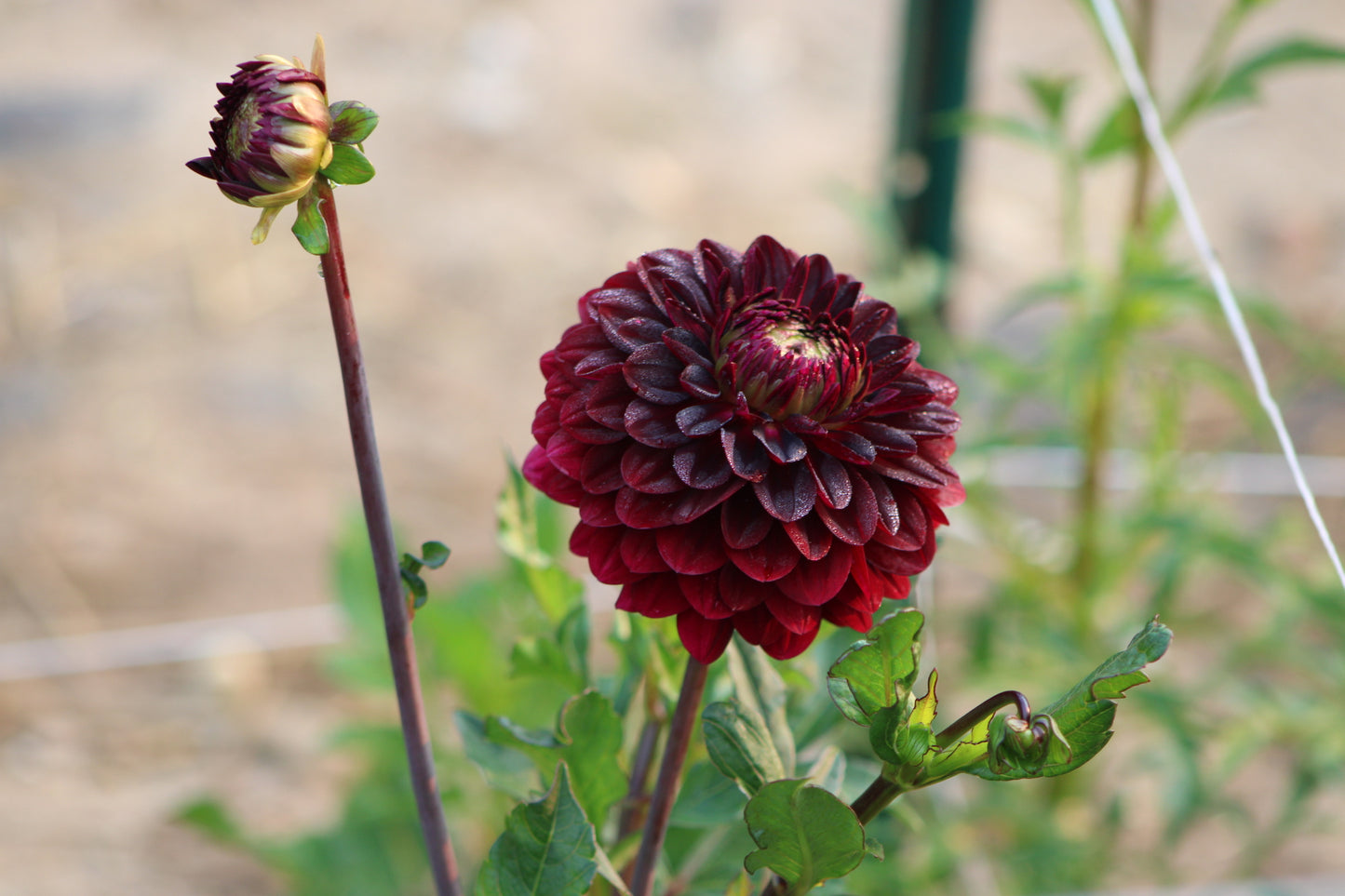 Arabian Night Decorative Dahlia