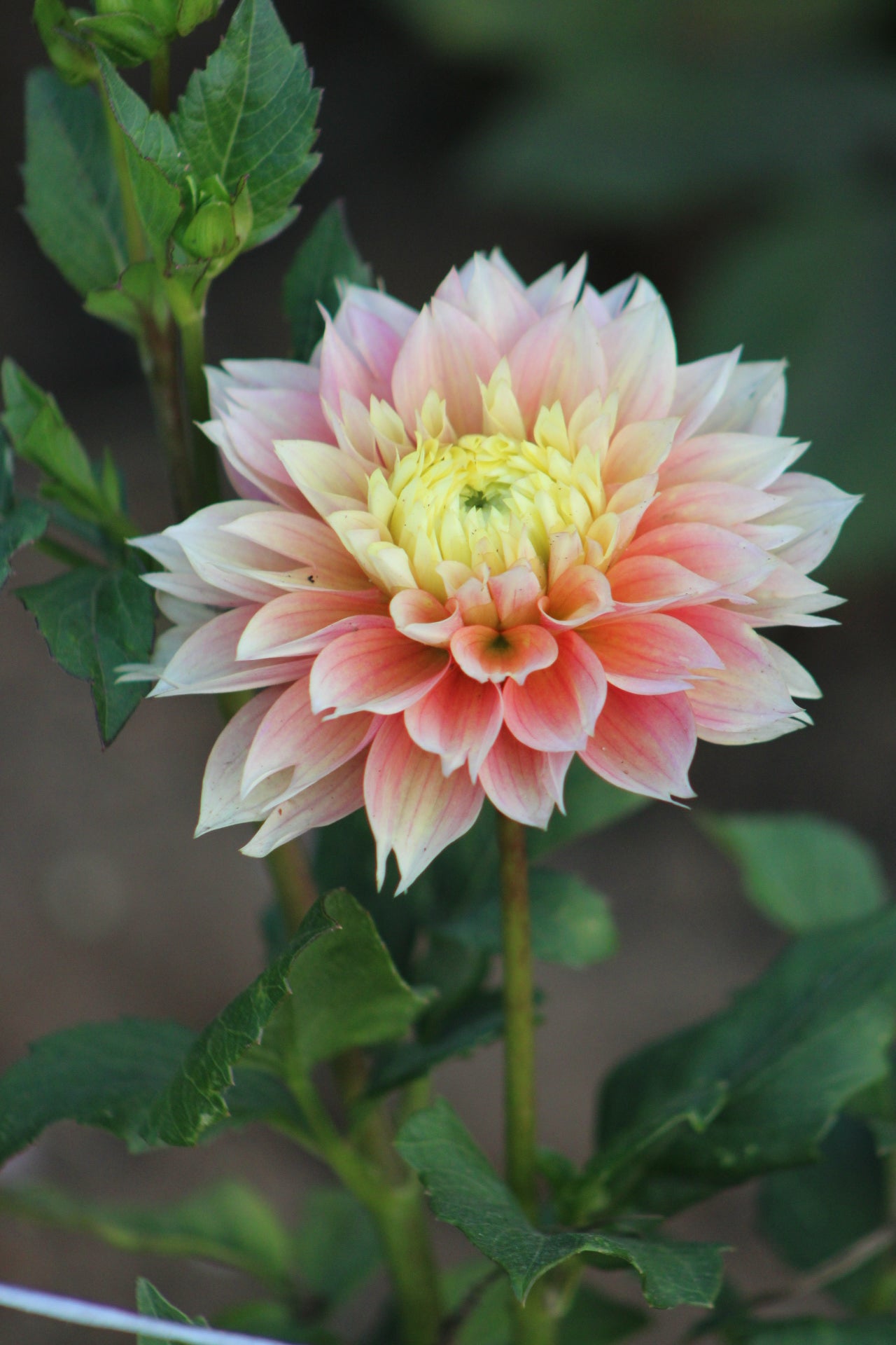 Kogane Fubuki Decorative and Fimbriated Dahlia