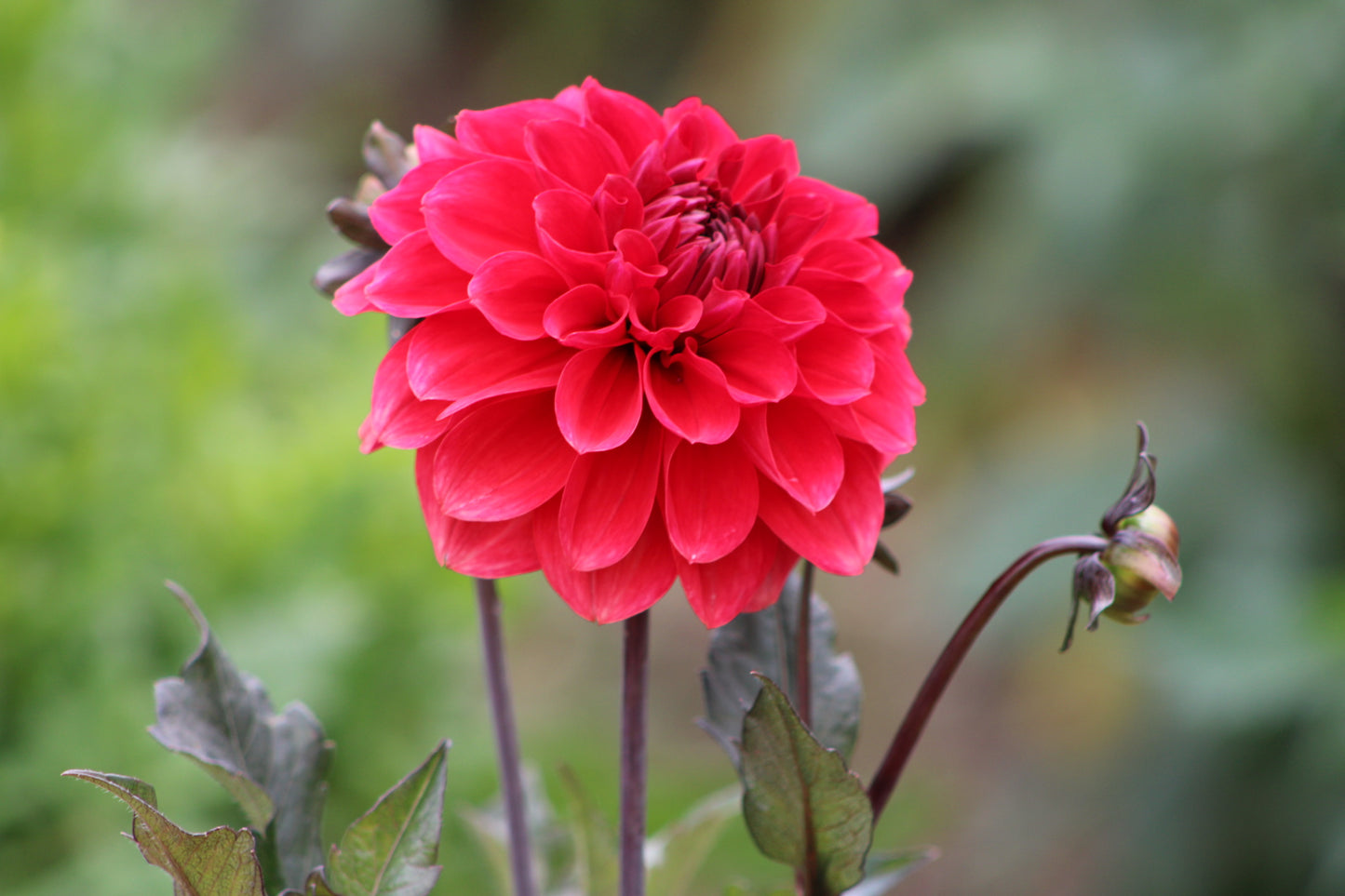Fire Mountain Decorative Dahlia