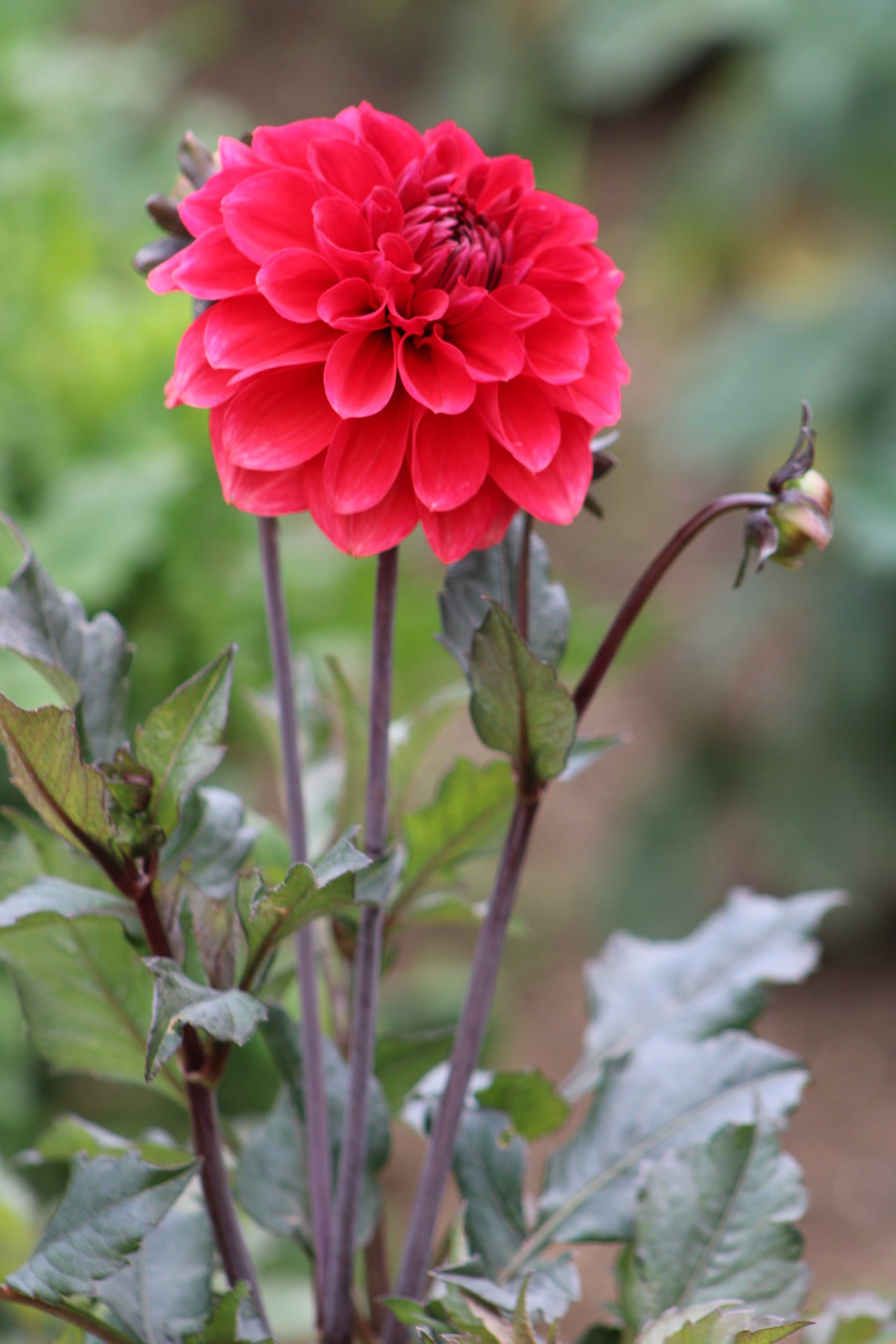 Fire Mountain Decorative Dahlia