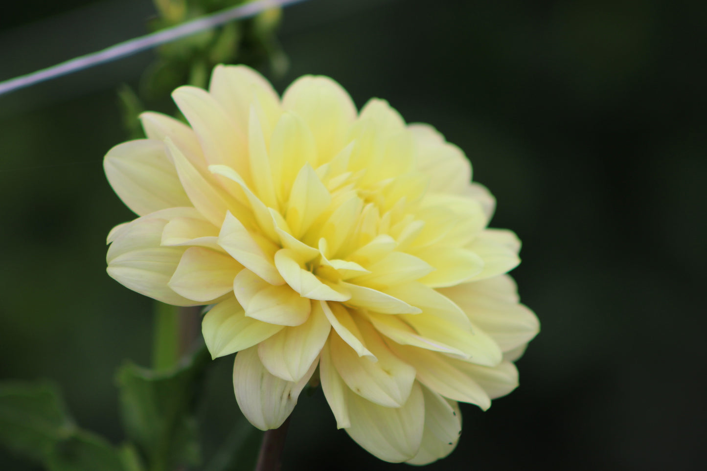 Day Dreamer Waterlily Dahlia