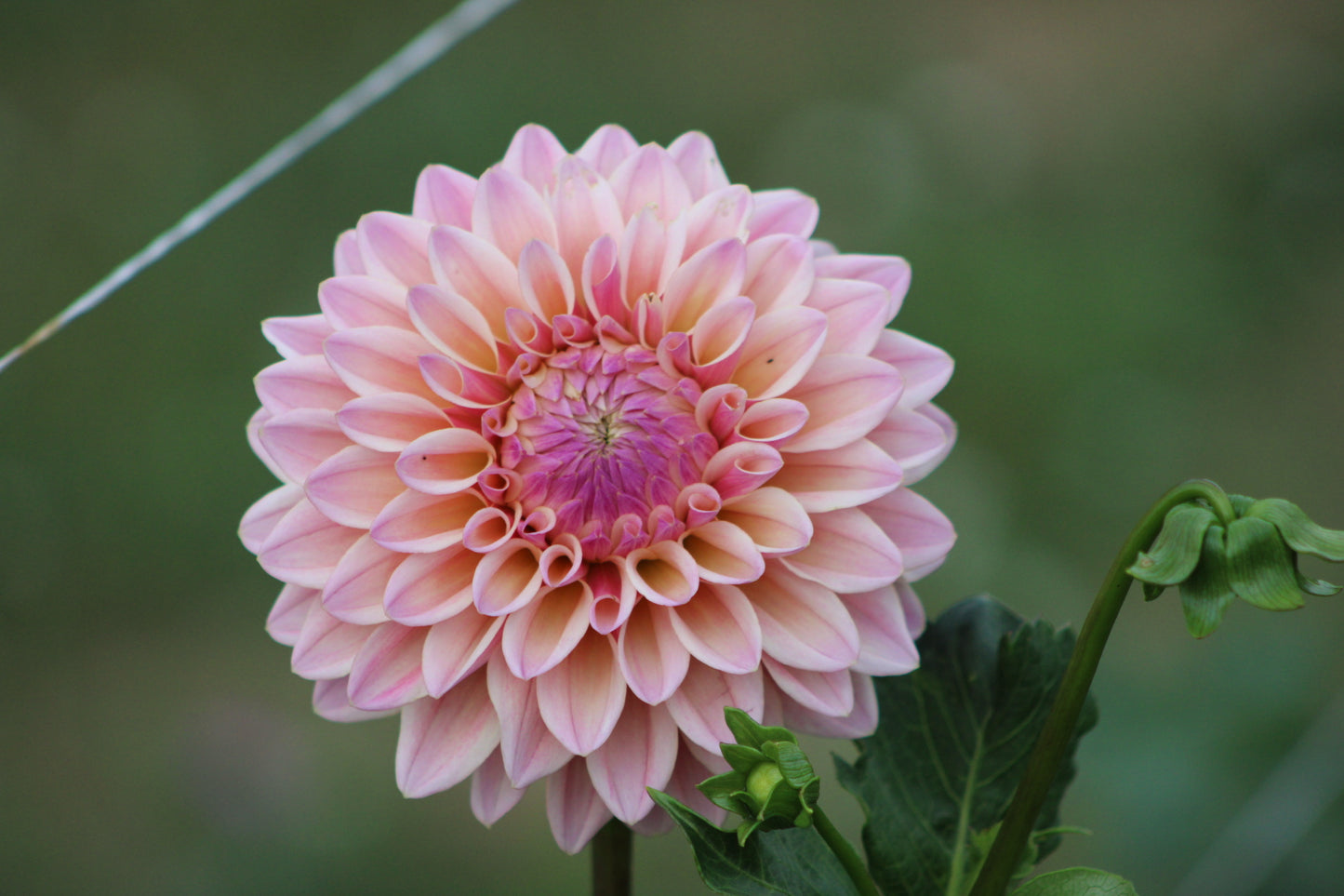 Coralie Formal Decorative Dahlia