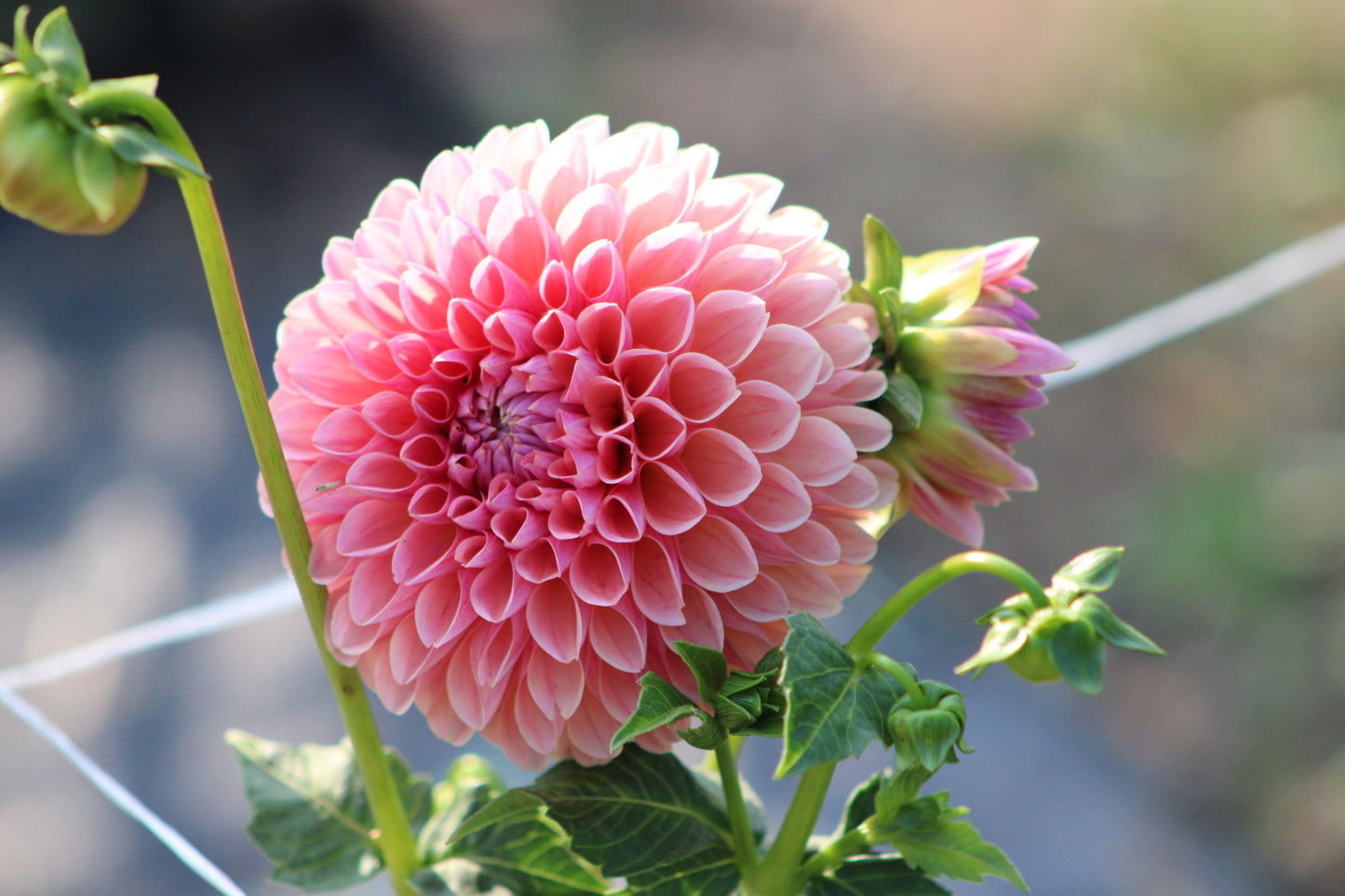 Linda's Baby Ball Dahlia