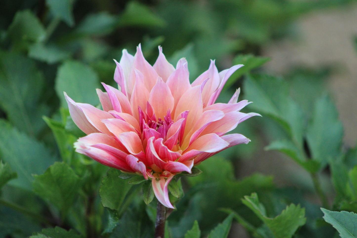 Labyrinth Informal Decorative Dahlia