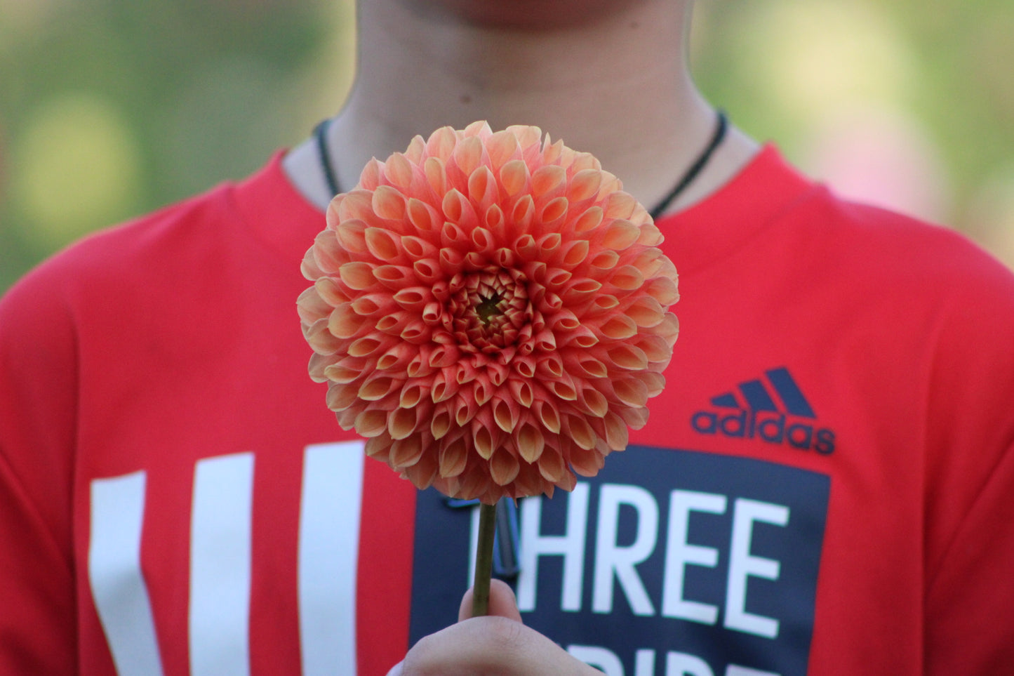Jowey Linda Decorative Dahlia