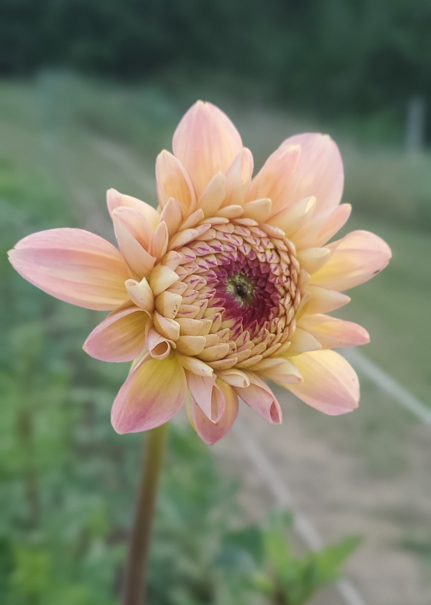 Wine Eyed Jill Ball Dahlia