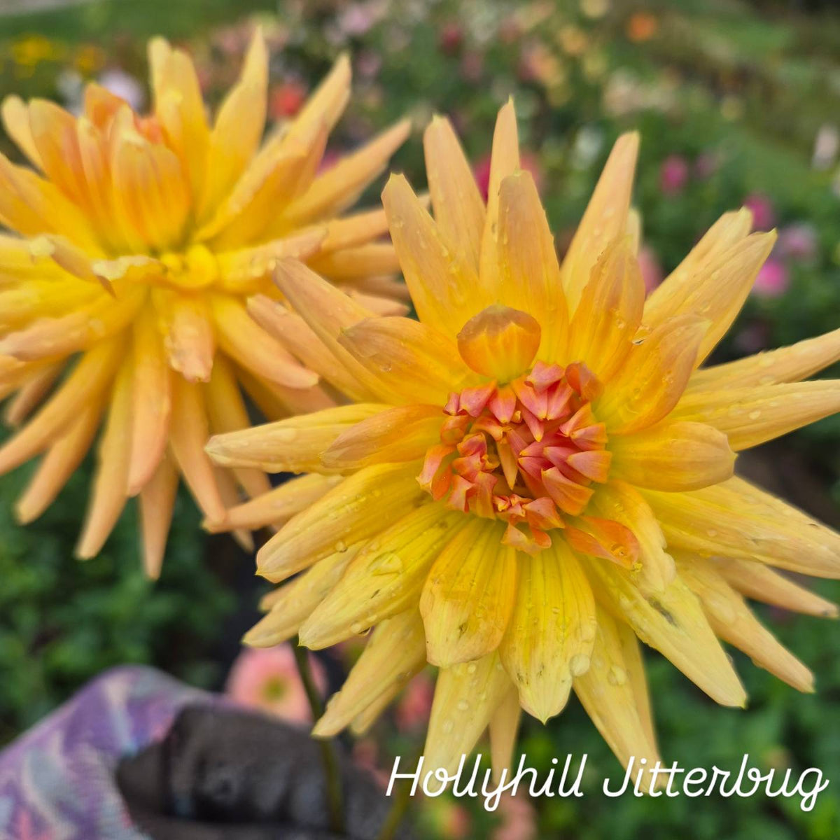 Hollyhill Jitterbug Semi-Cactus Dahlia