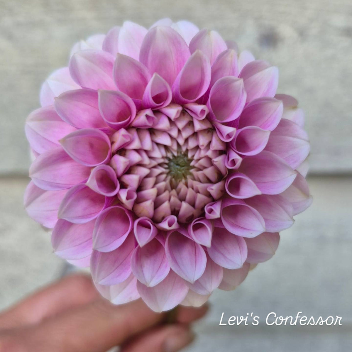 Levi's Confessor Formal Decorative Dahlia