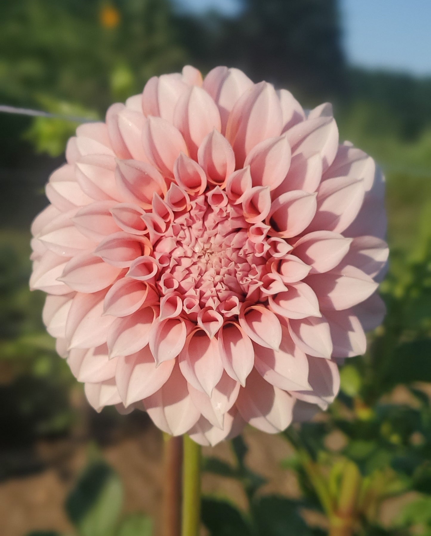 Peaches n' Cream Formal Decorative Dahlia