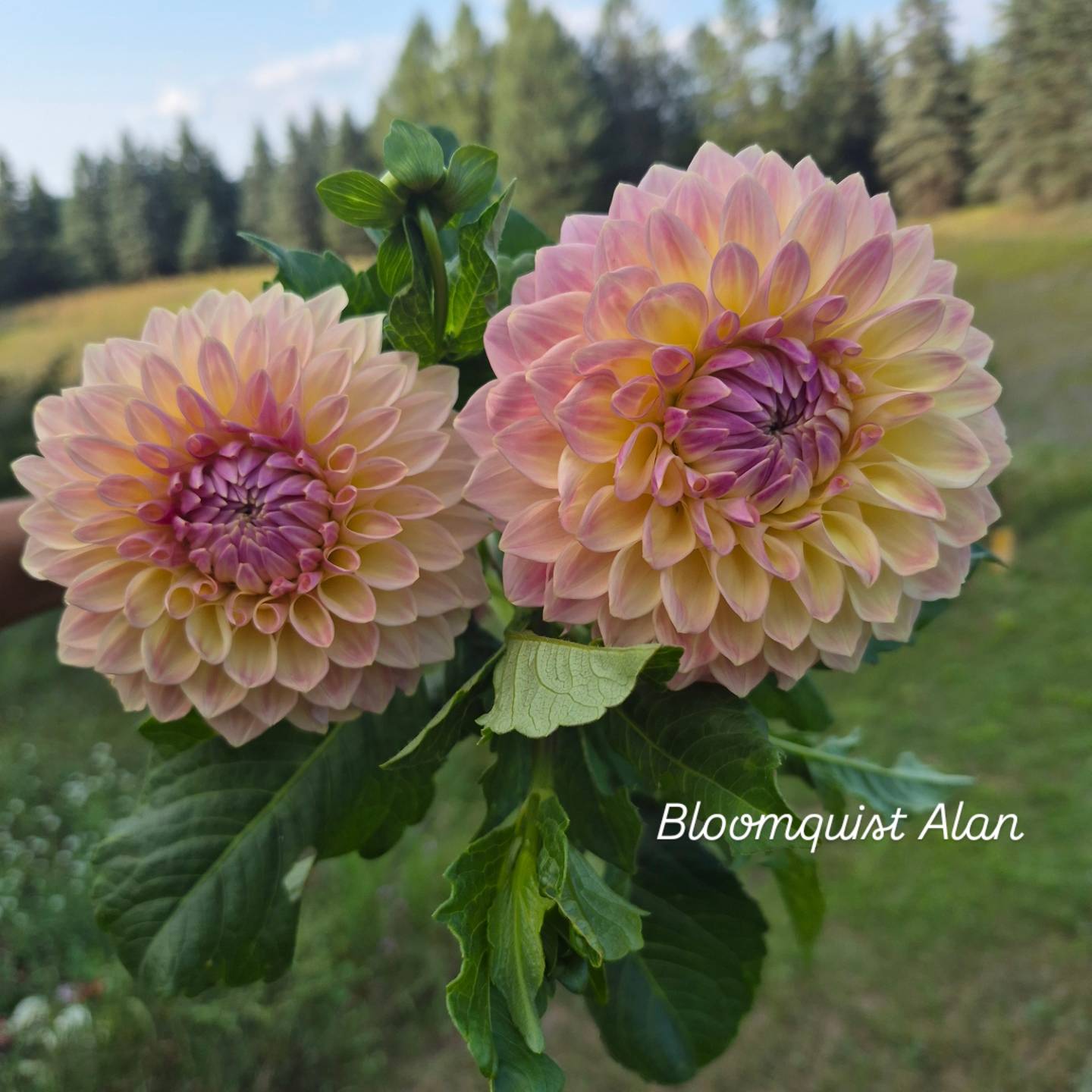 Bloomquist Alan Formal Decorative Dahlia