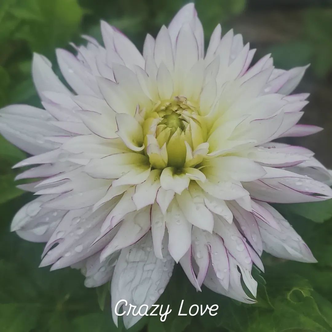 Crazy Love Informal Decorative Dahlia