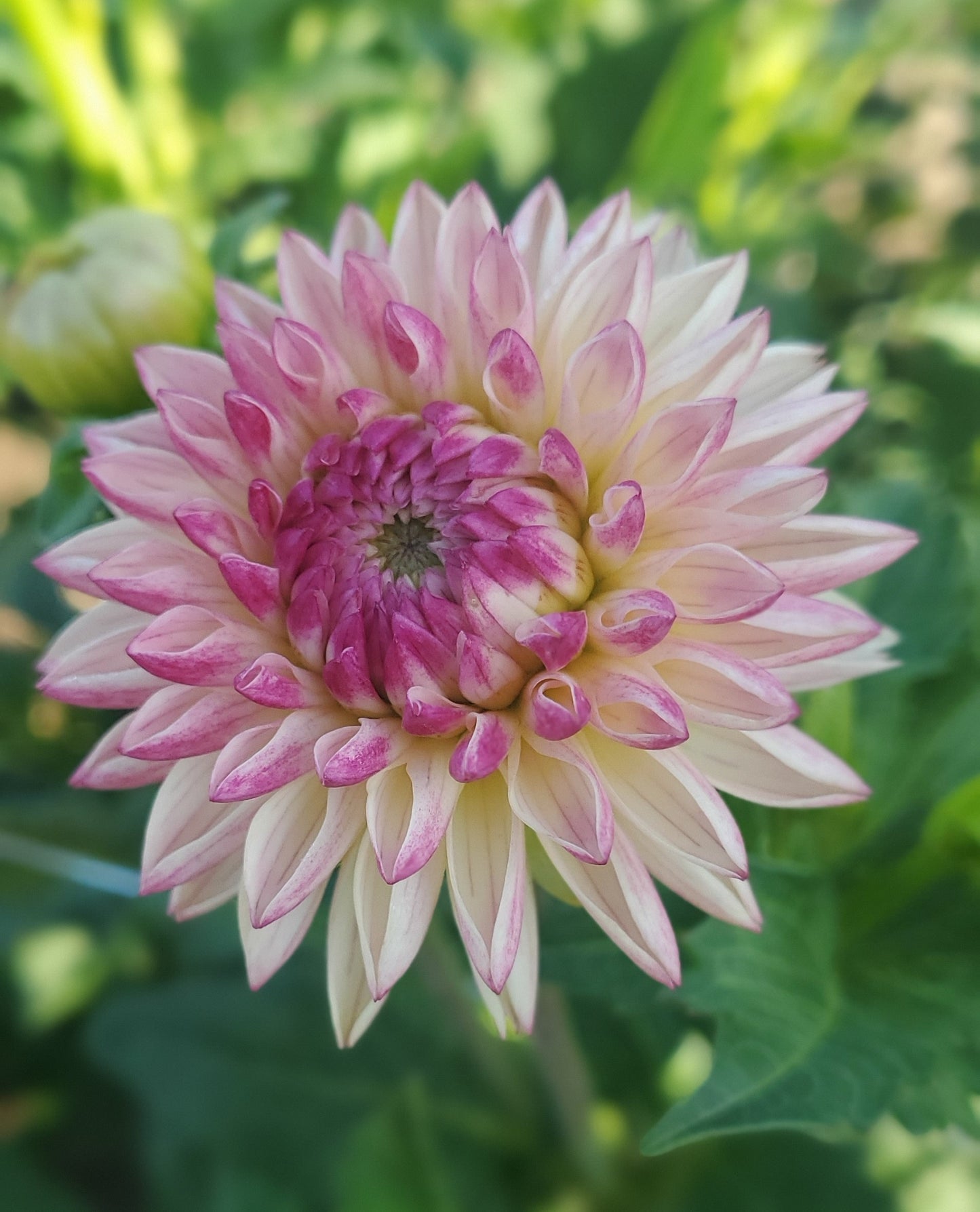 Valley Porcupine Novelty Full Double Dahlia