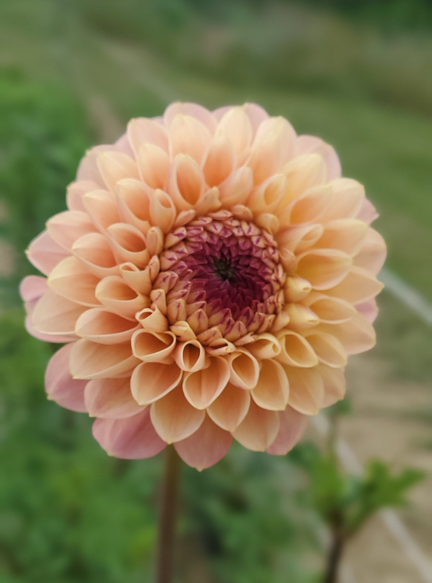 Wine Eyed Jill Ball Dahlia