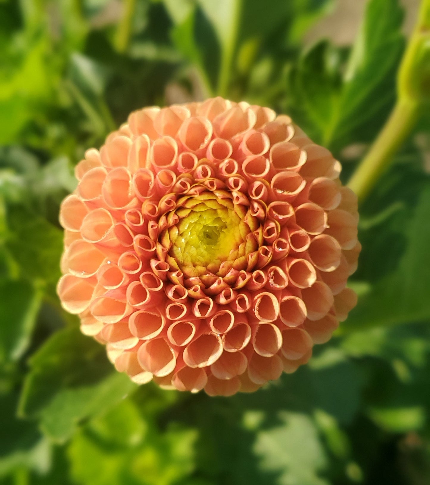 Amber Queen Pompon Ball Dahlia