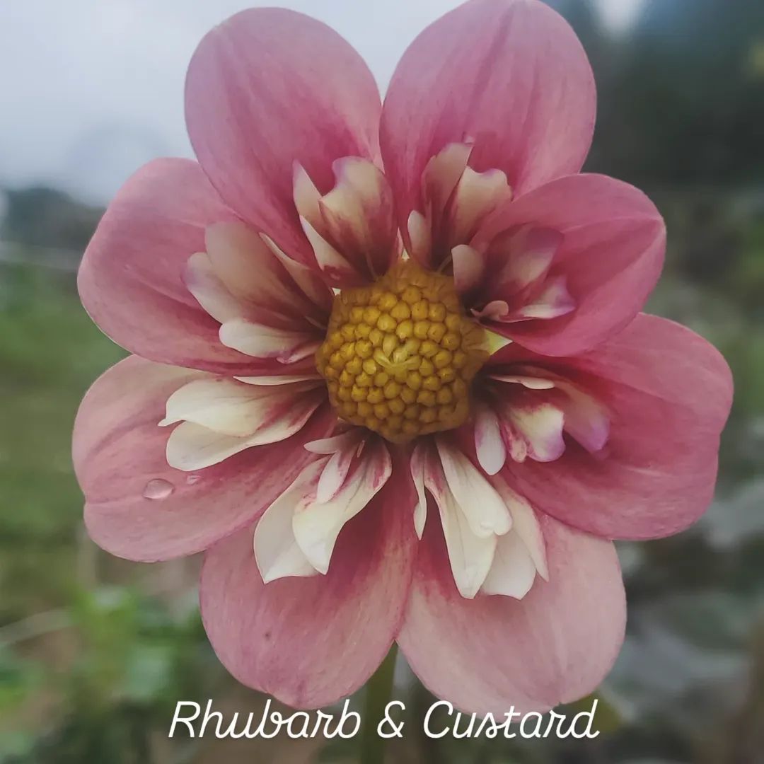 Rhubarb & Custard Collarette Dahlia
