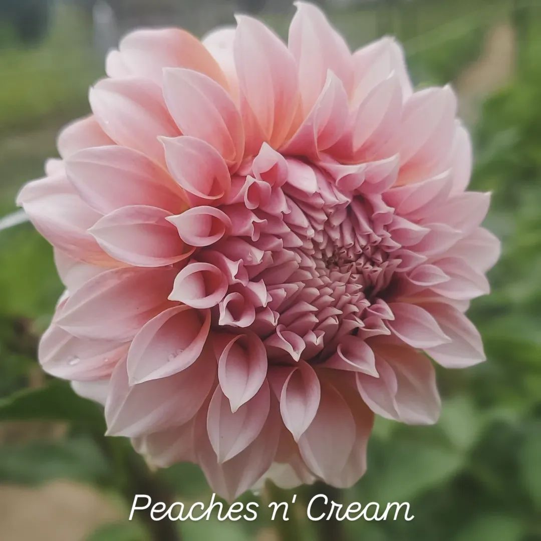 Peaches n' Cream Formal Decorative Dahlia