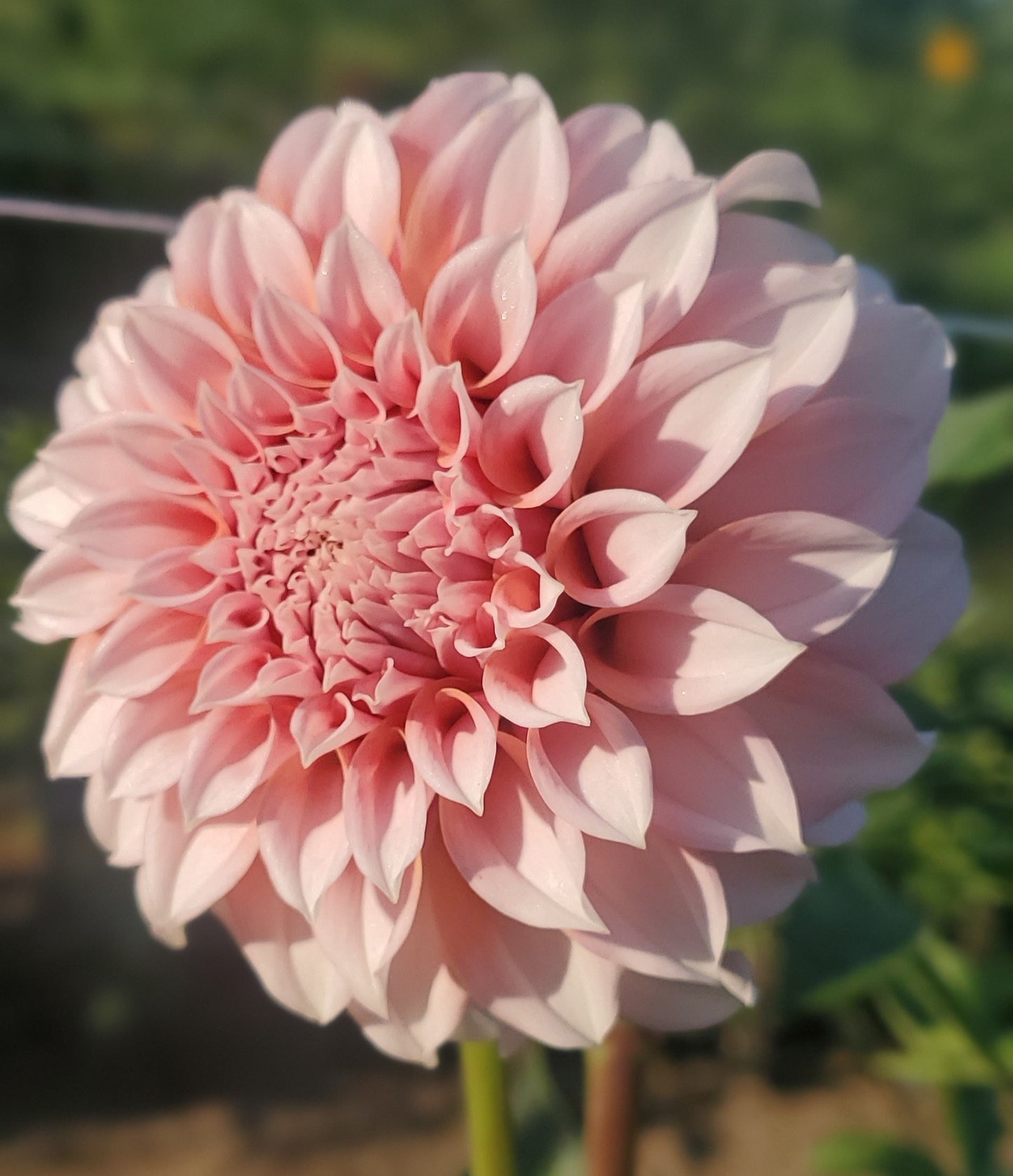 Peaches n' Cream Formal Decorative Dahlia