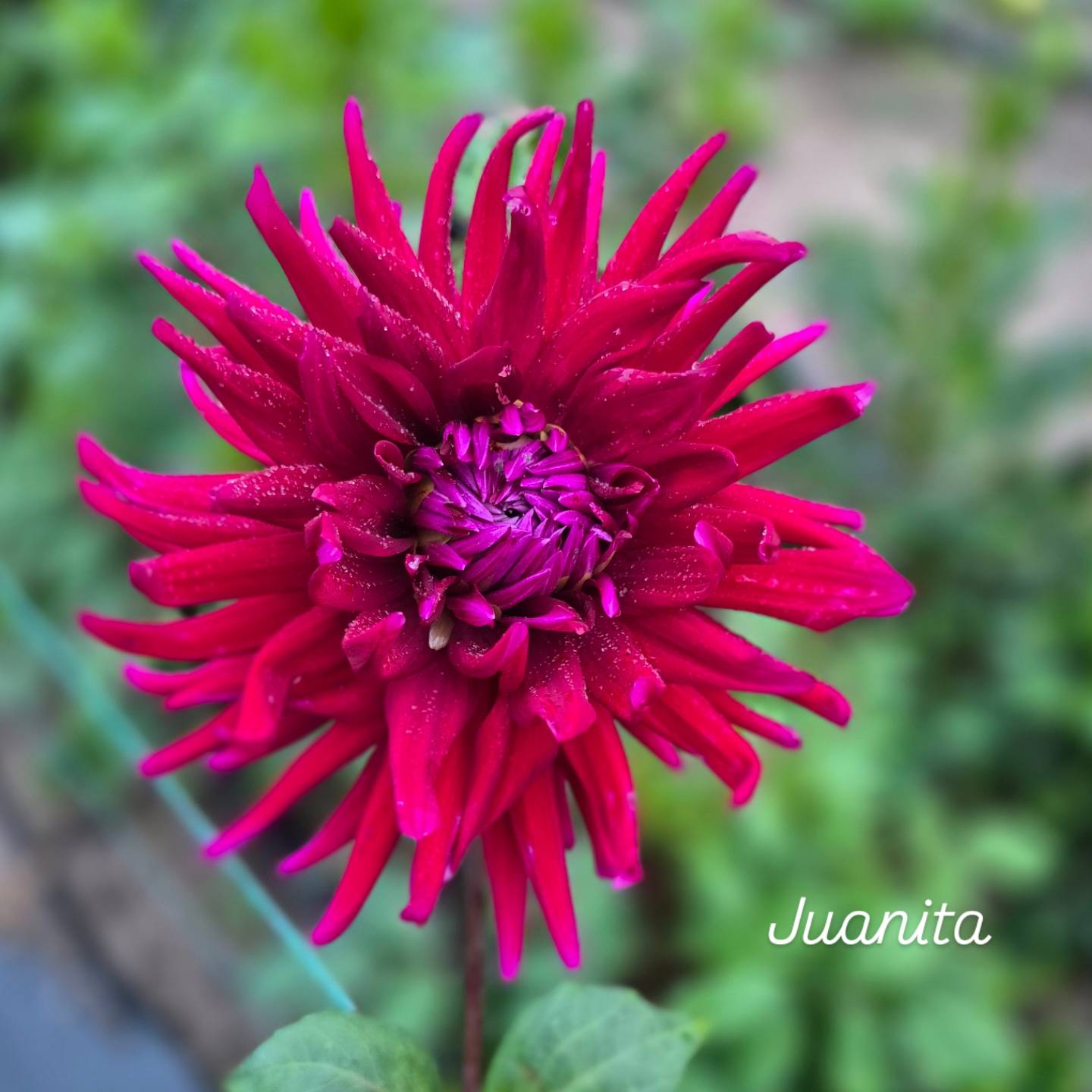 Juanita Cactus Dahlia