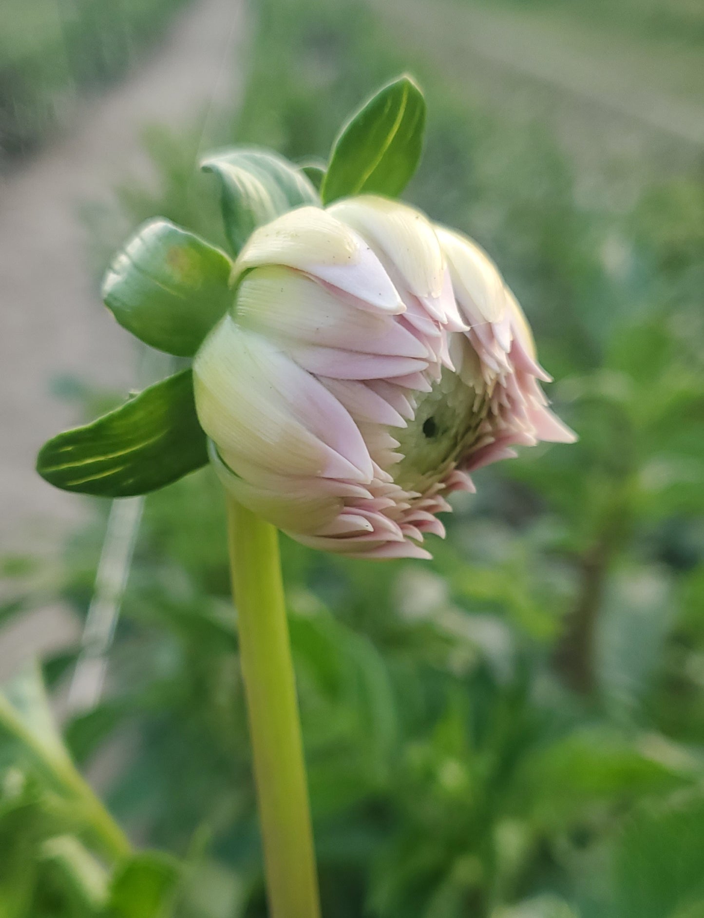 Peaches n' Cream Formal Decorative Dahlia