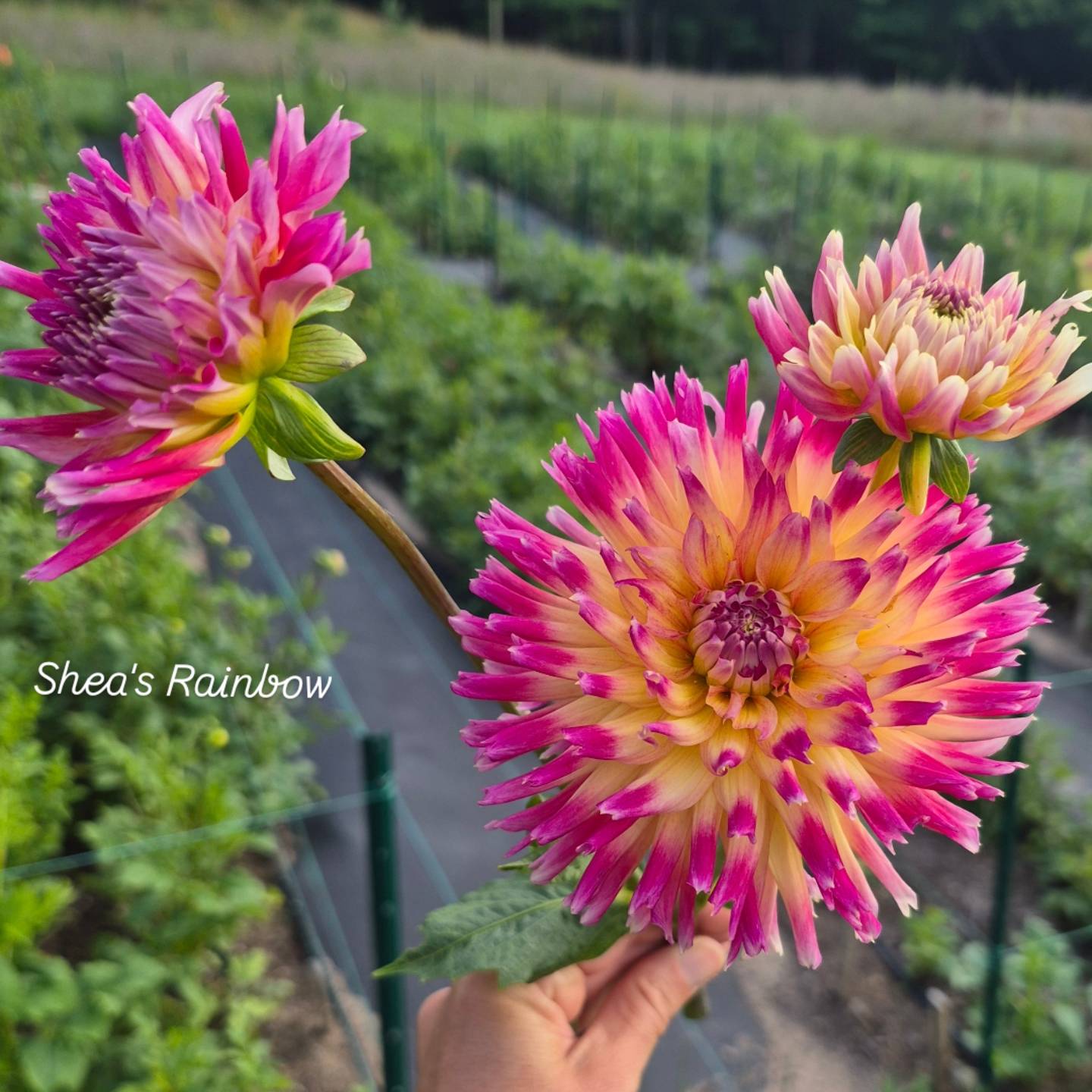Shea's Rainbow Cactus Dahlia