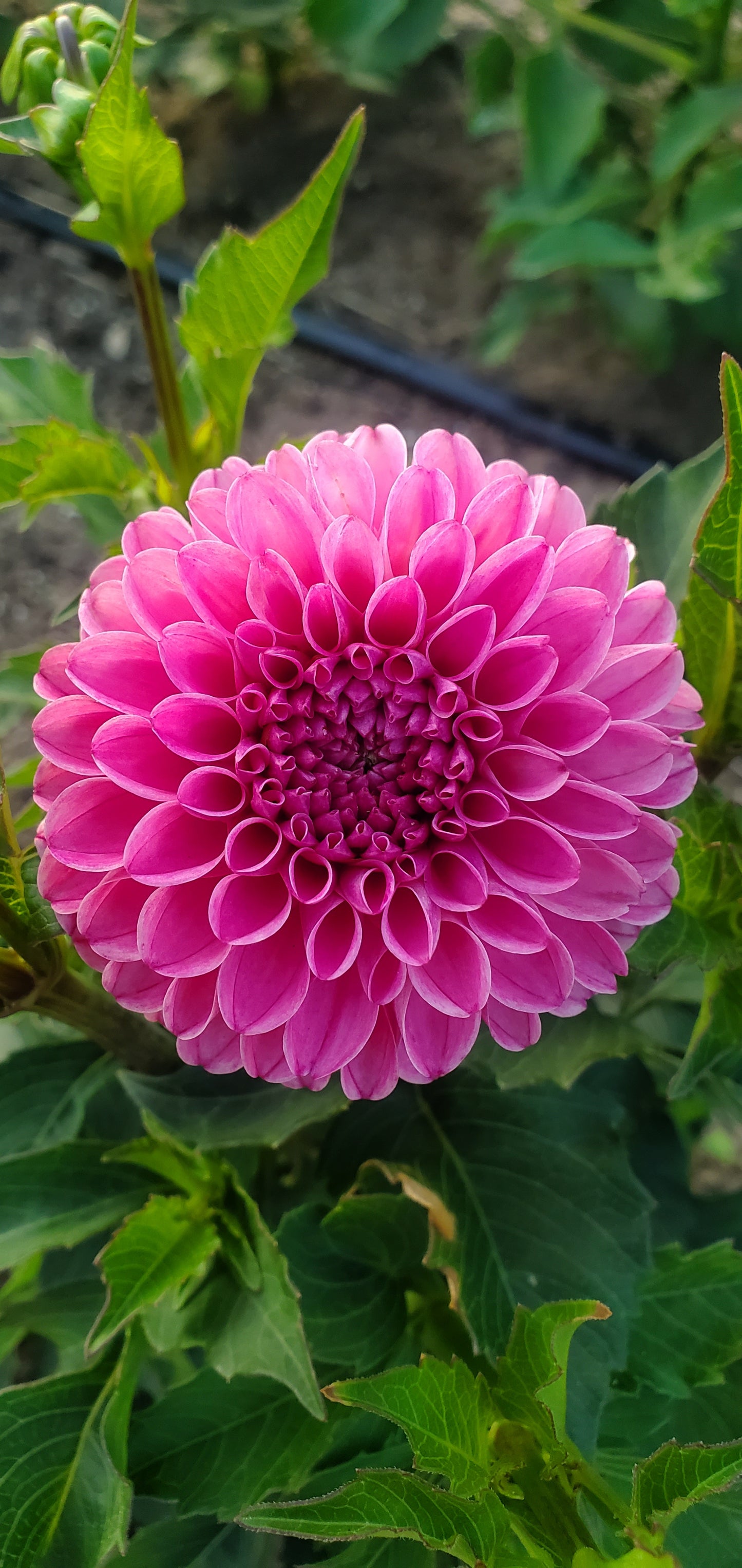Rebecca Lynn Ball Dahlia