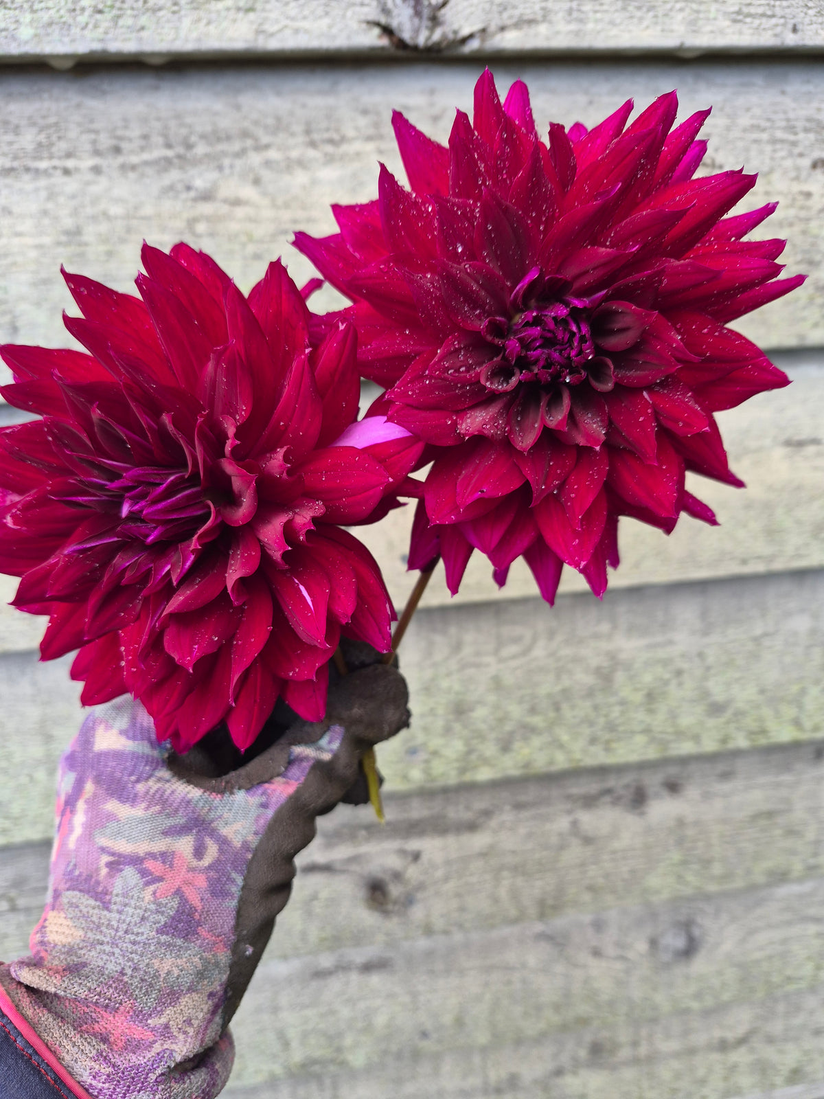 RIP City Informal Decorative Dahlia