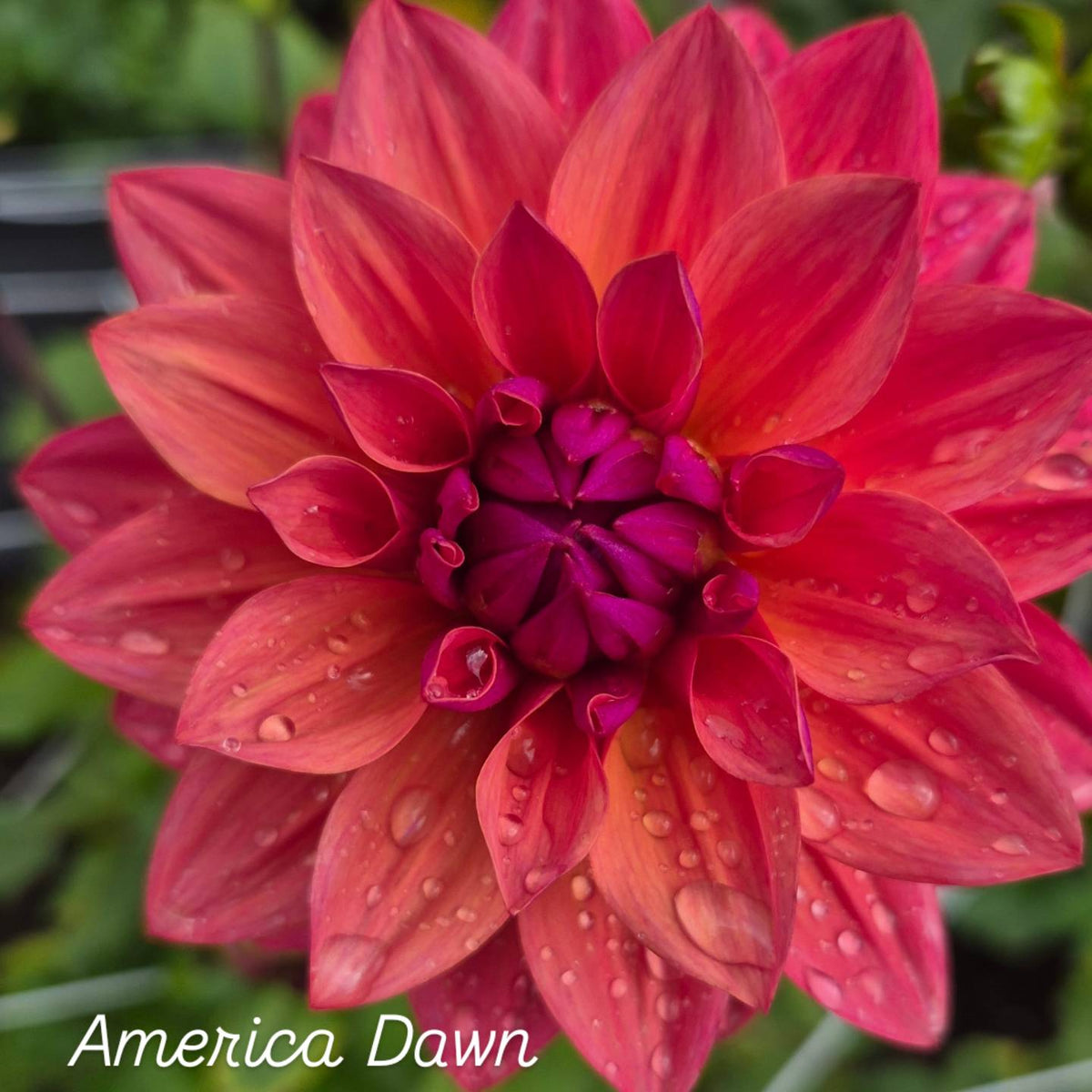 American Dawn Formal Decorative Dahlia