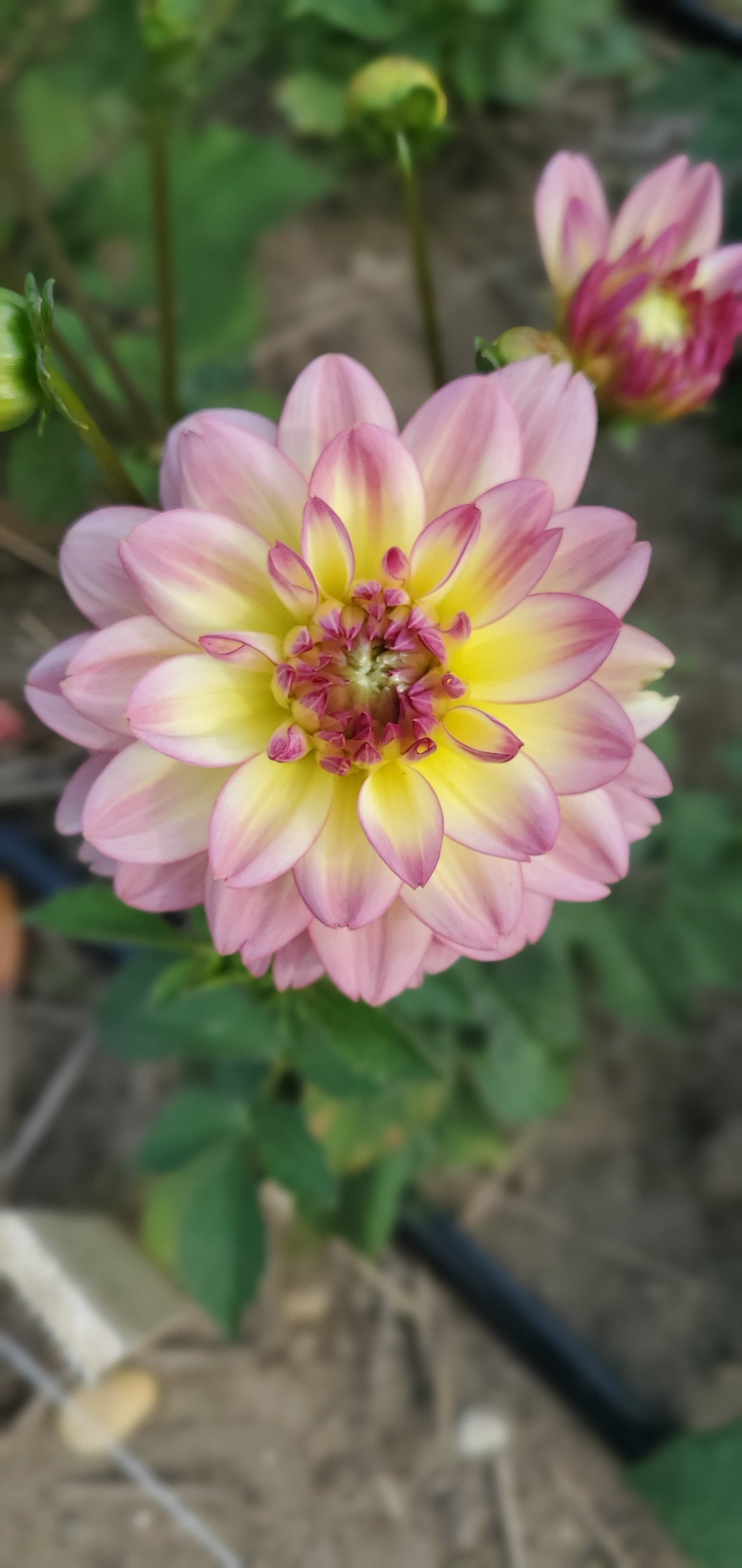 Zingaro Waterlily Decorative Dahlia