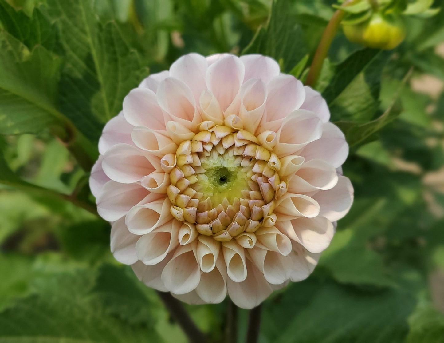 20th Ave Memory Ball Dahlia