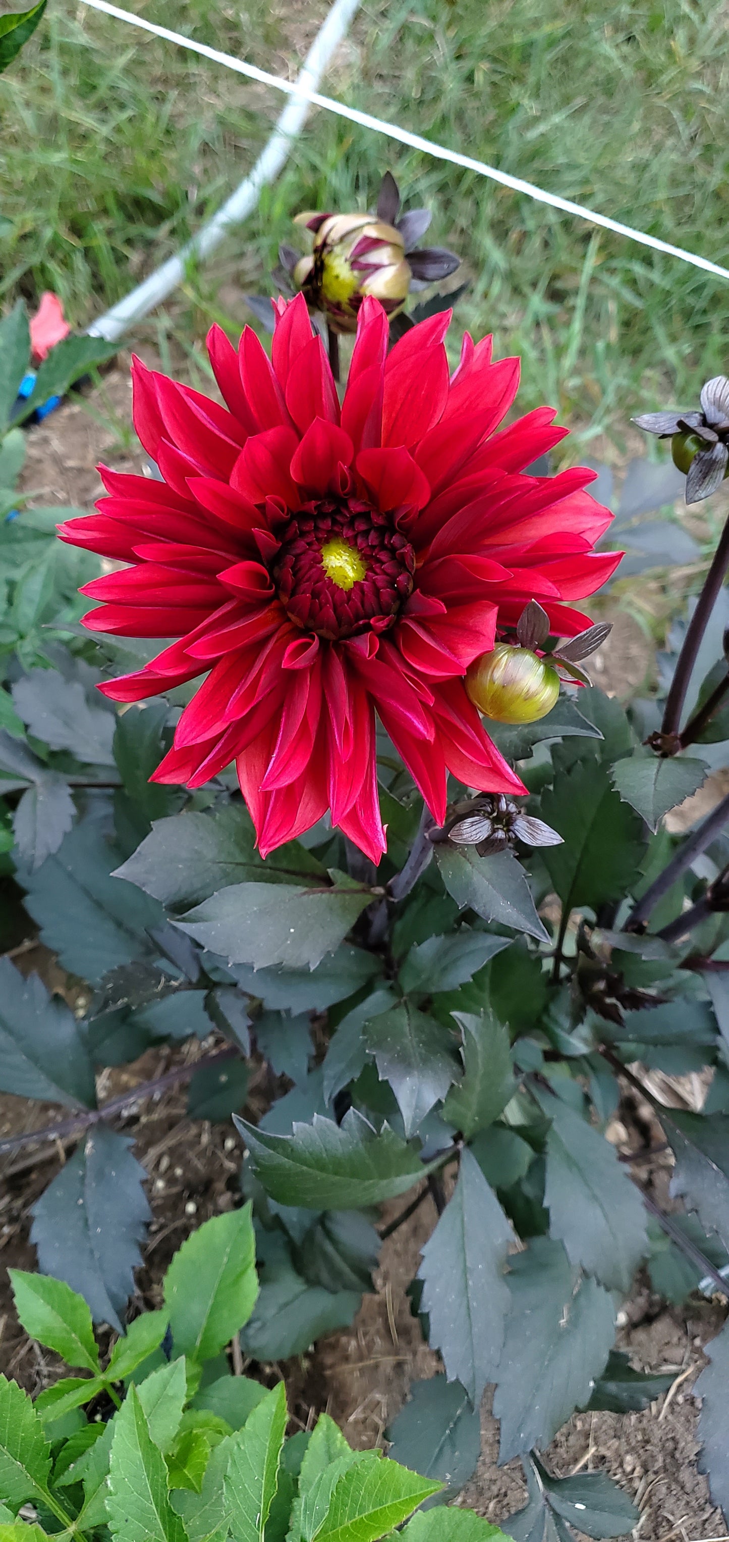 Danique Informal Decorative Dahlia