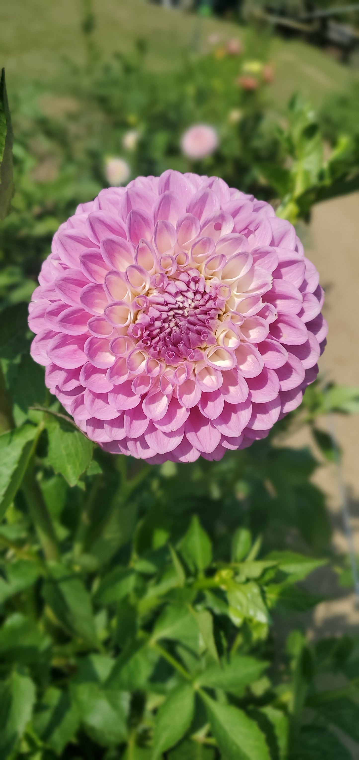 20th Ave Old Major Decorative Dahlia
