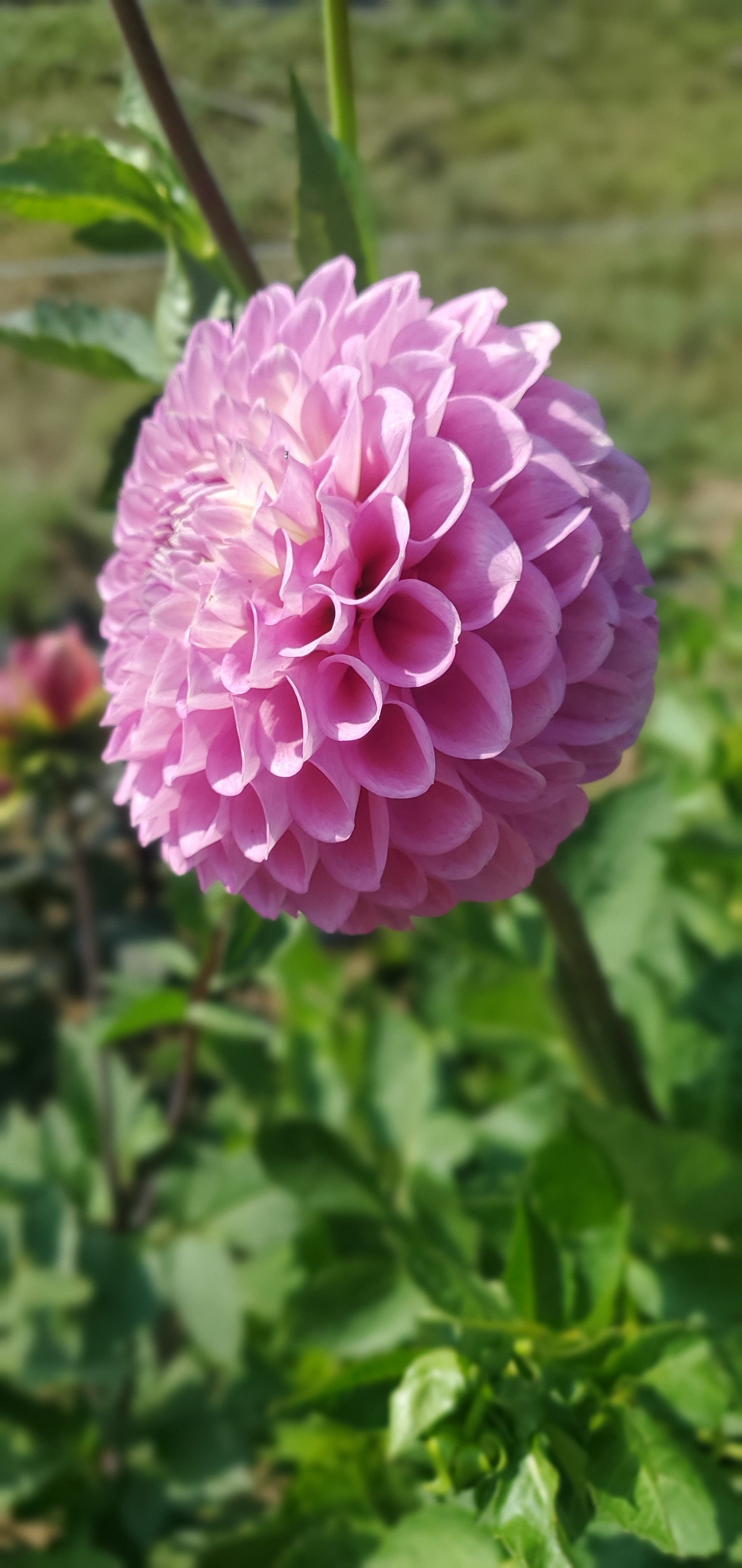 20th Ave Old Major Decorative Dahlia