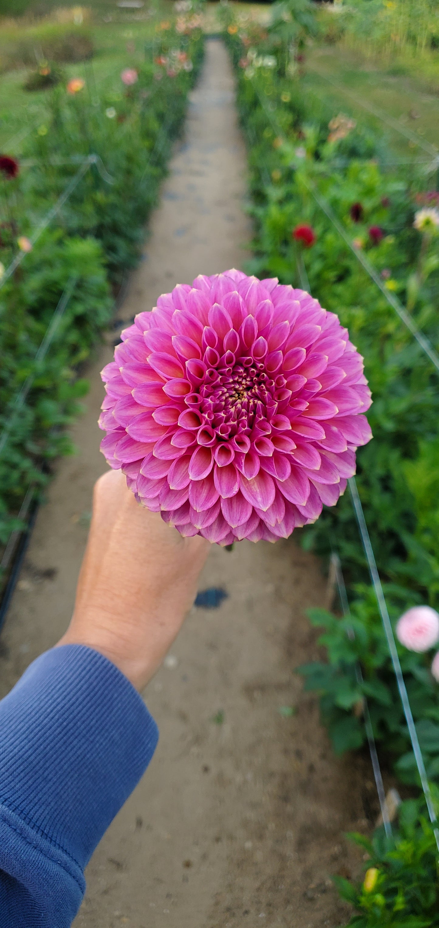 Skipley Spot of Gold Formal Decorative Dahlia