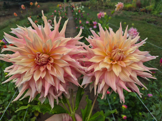 Penhill Watermelon Informal Decorative Dahlia