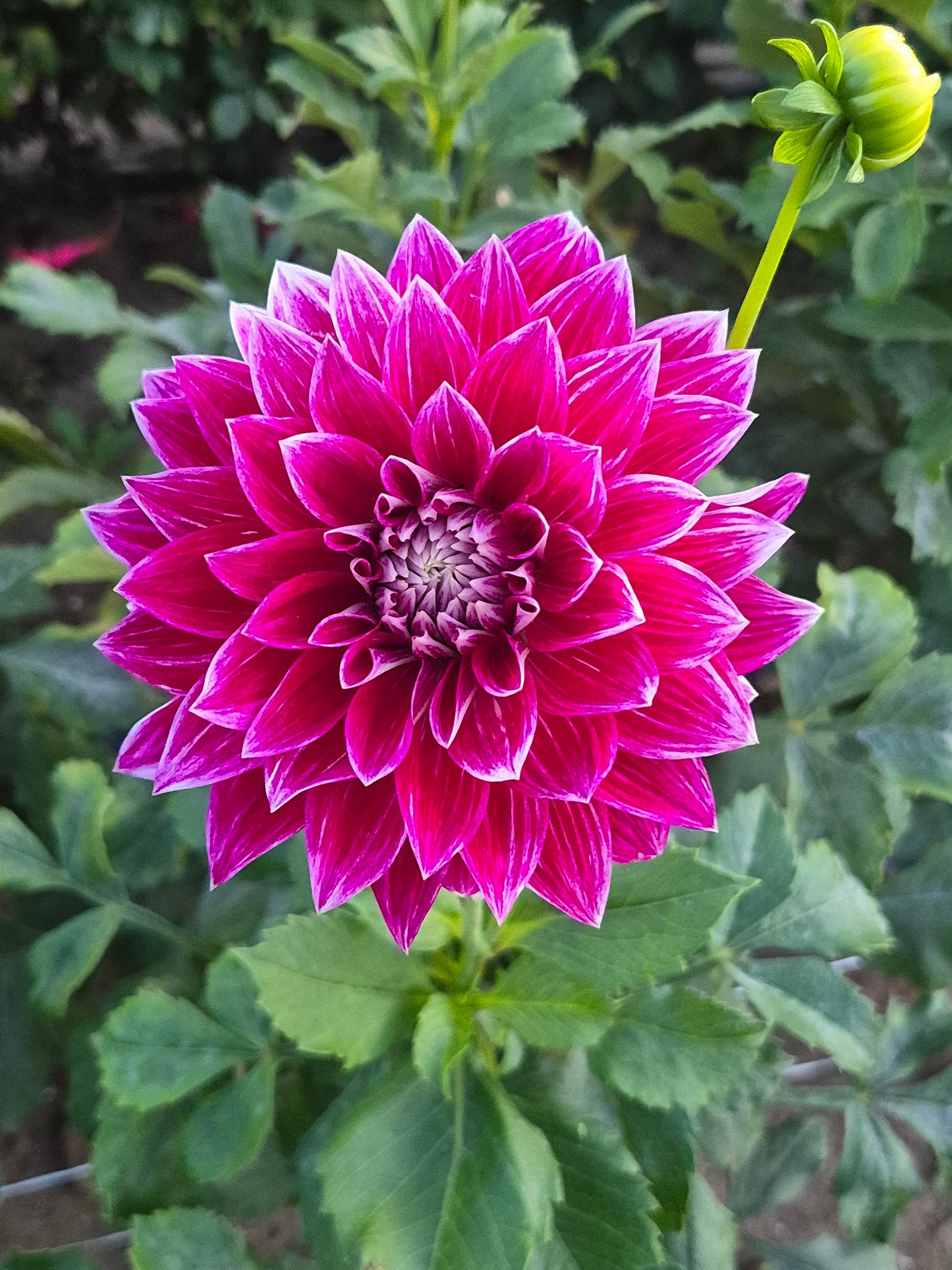 Bradley Aaron Informal Decorative Dahlia