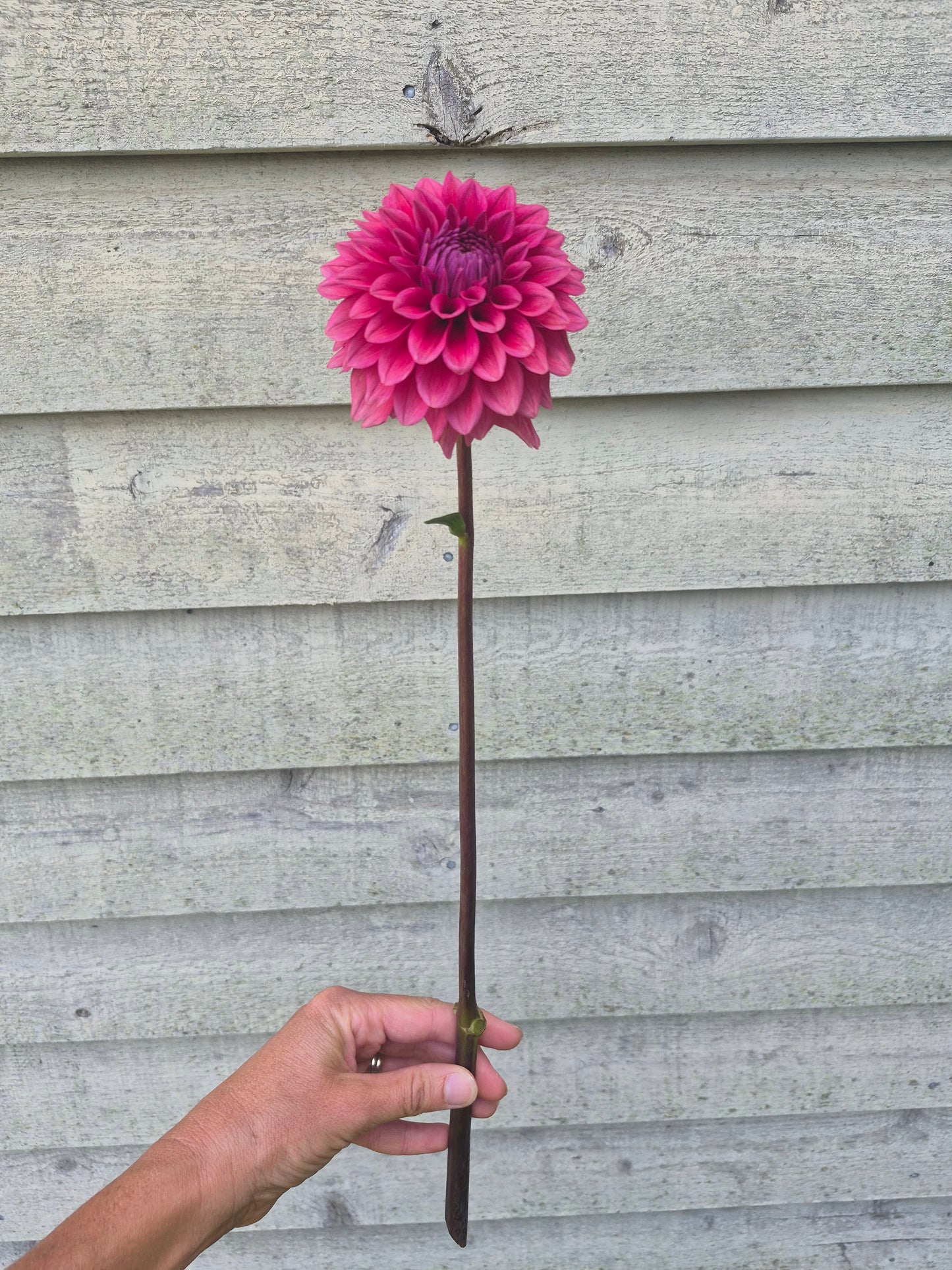 Mystique Formal Decorative Dahlia